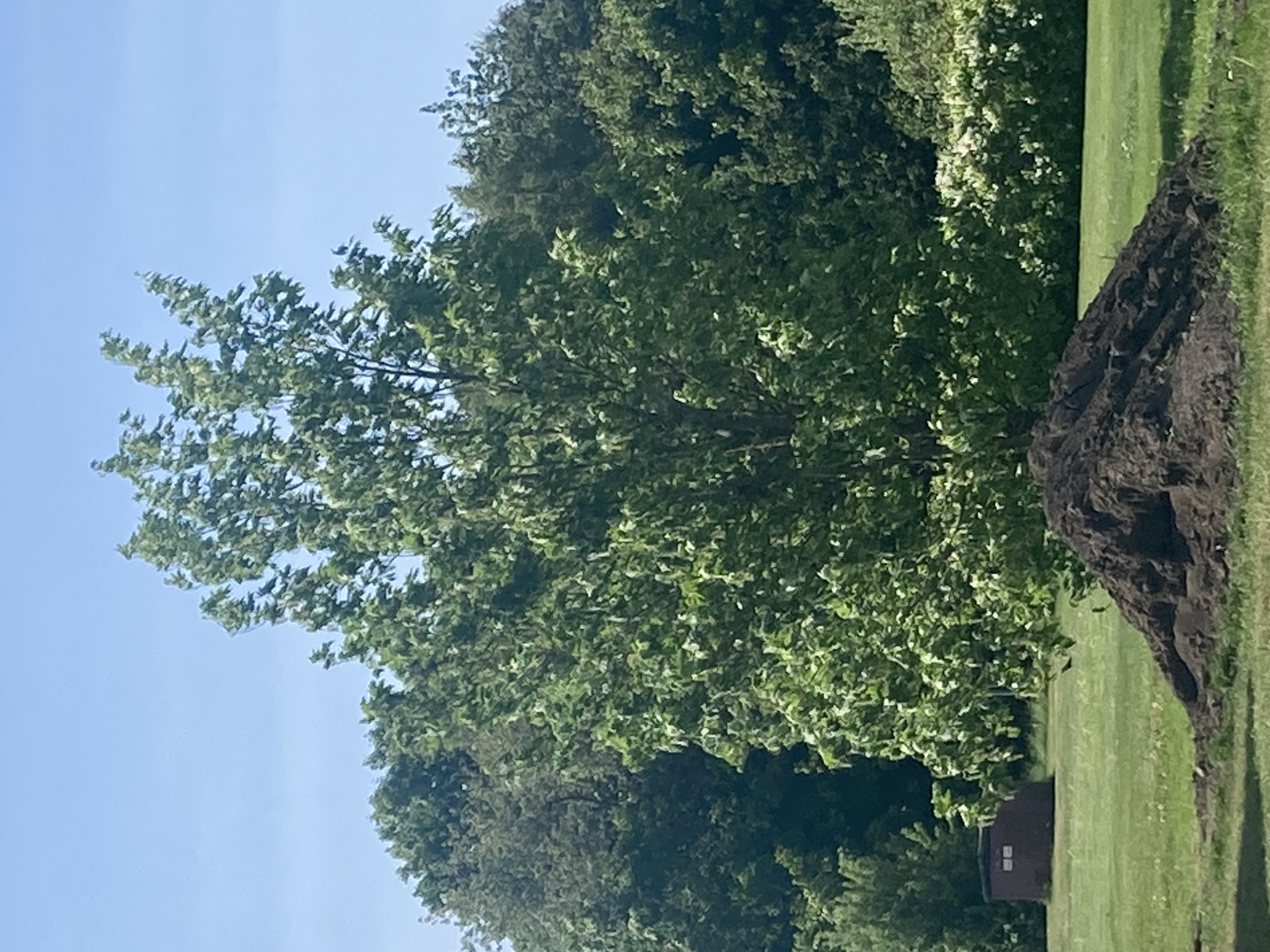 The image displays a serene outdoor landscape, likely in Vessigebro, Sweden, under a bright, clear blue sky. The scene is dominated by lush green trees that fill the left side of the frame and extend towards the center, showcasing dense foliage with varying shades of vibrant green, suggesting spring or summer. Sunlight filters through the leaves, creating natural highlights.
On the right side, a substantial pile of dark brown earth or soil rests on a neatly manicured green lawn, indicating recent digging or landscaping activity. The grass stretches across the right foreground and towards the background. In the lower-left portion of the image, partially nestled among the trees, a small, dark-colored wooden shed or utility building is visible. It features two small, light-colored square elements on its side, possibly windows or decorative panels.
There are no people or specific activities taking place, giving the scene a tranquil atmosphere. The bright blue sky and the crisp green of the vegetation suggest a sunny day. The overall impression is one of natural beauty and an untouched environment, perhaps hinting at recent groundskeeping or preparation. No visible text is present in the image.