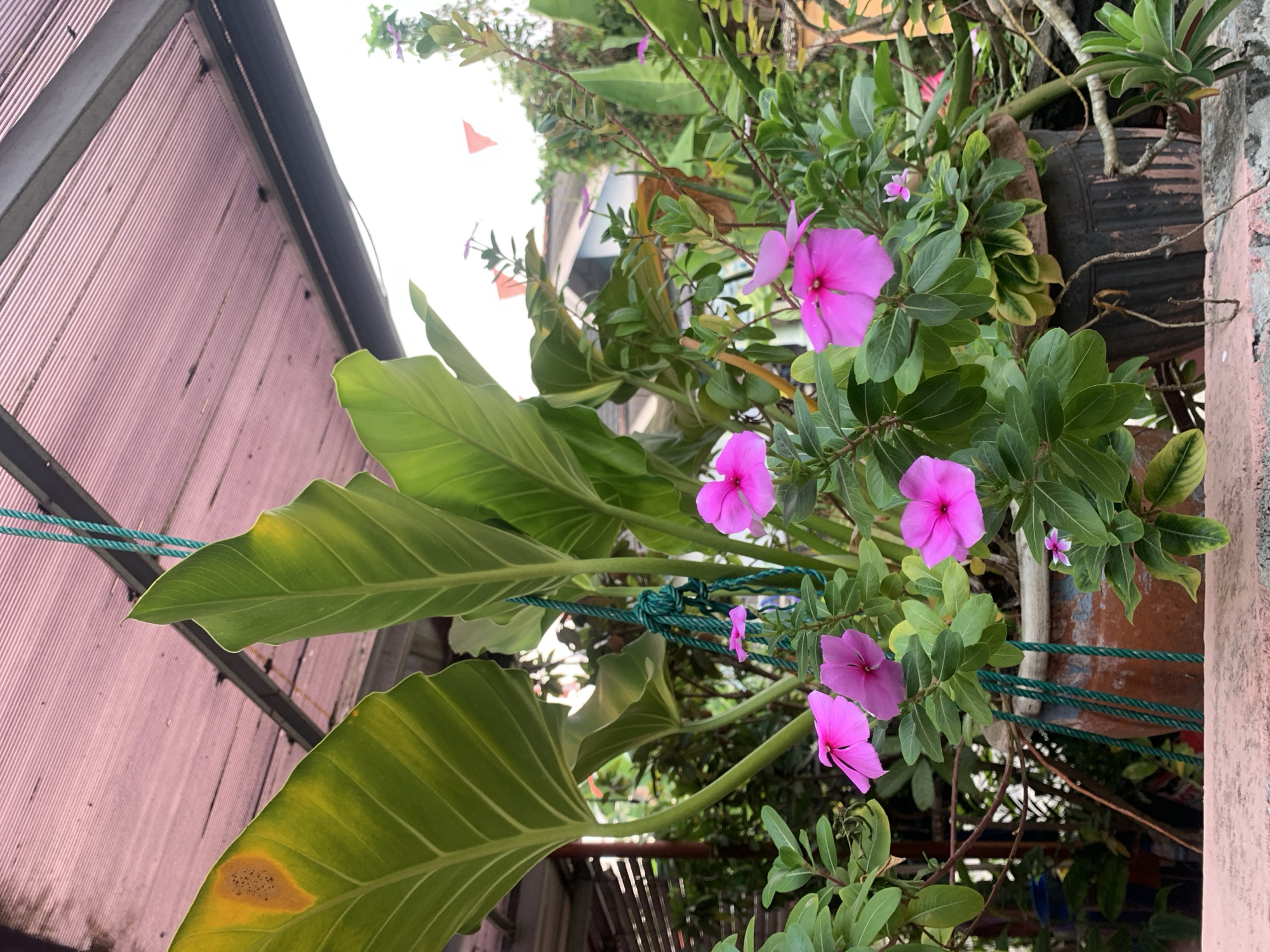 The image depicts an outdoor potted plant scene, likely a garden or balcony in Palembang, Indonesia. A large planter, made of terracotta and showing signs of age, holds a vibrant arrangement of green foliage and bright pink flowers, possibly vinca. The large, broad leaves of another plant, possibly an elephant ear, are prominent, with one showing a significant yellowing and browning spot, indicating potential disease or stress.
The scene is partially covered by a pink, corrugated plastic roof, supported by metal beams, suggesting an overhead shelter. Green ropes are used to suspend or support elements within the plant arrangement. In the background, hints of residential structures can be seen, with a muted color palette of houses and their roofs. Small orange triangular flags are visible in the distance, adding a touch of festive or decorative element to the environment. The overall impression is a domestic, possibly well-tended, outdoor space with a mix of healthy and slightly ailing plants.