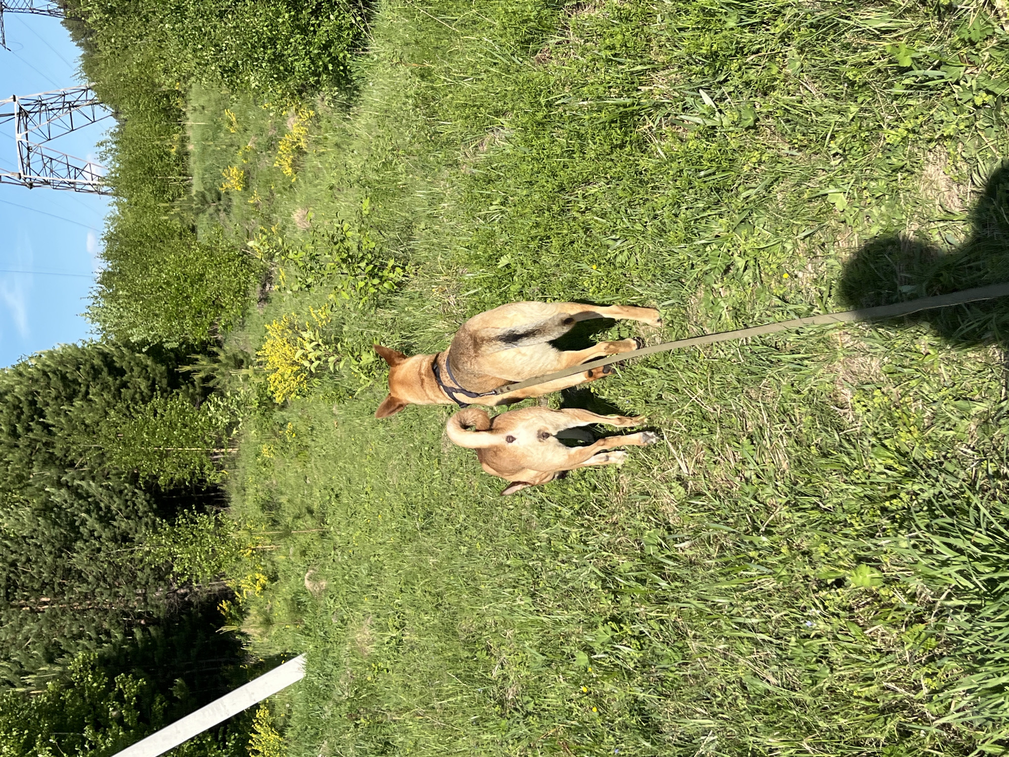 Two dogs lie on the grass on a leash. The location appears to be an open area with trees and a power line structure in the background. This could be a park or other green space on the outskirts of a city.