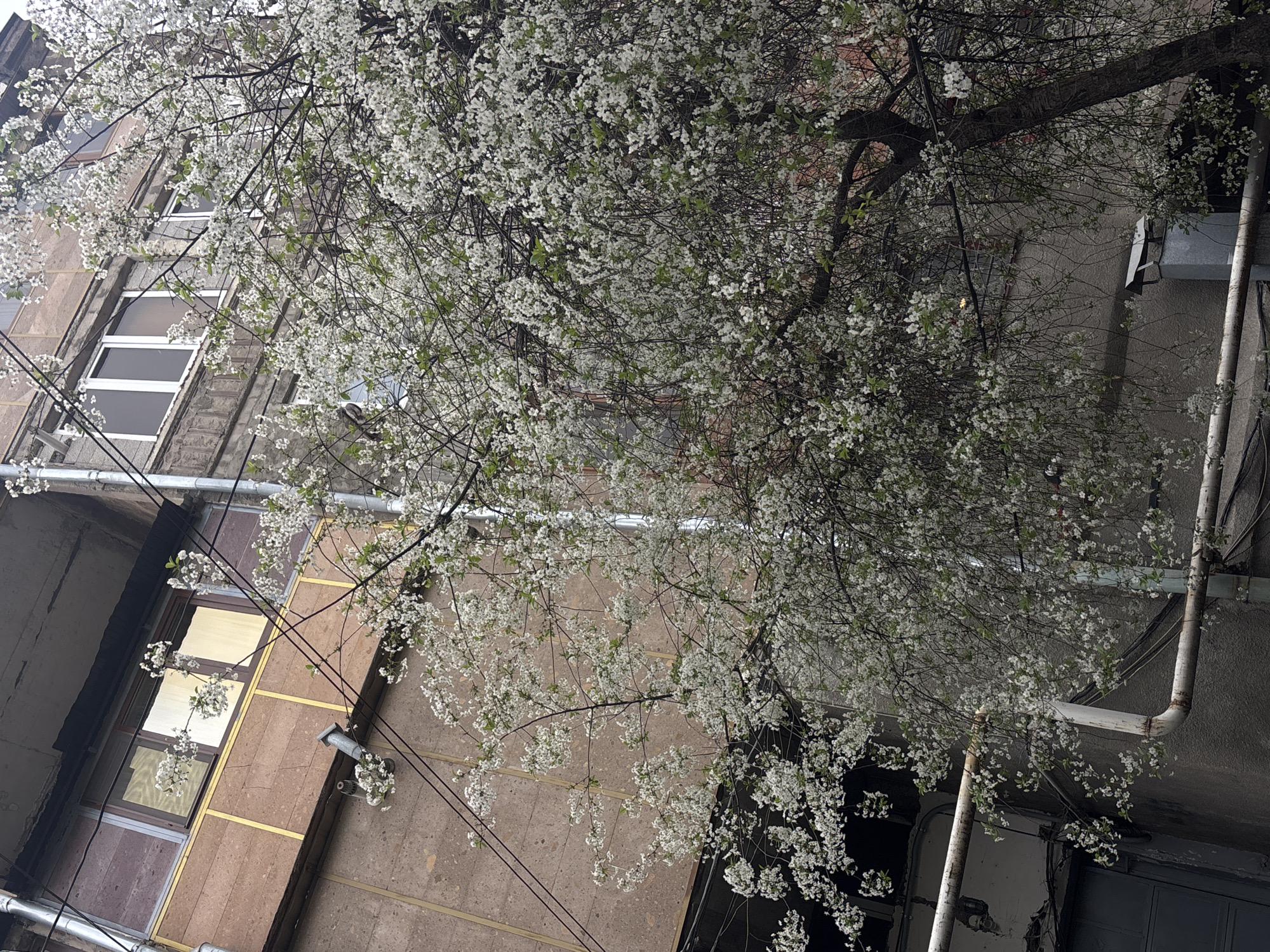 A low-angle shot captures a blooming tree in Yerevan, Armenia, set against the backdrop of weathered urban architecture. The tree, heavily laden with white blossoms, dominates the frame, its branches reaching across a light-gray building and a brown-faced building on the left. Windows are visible in both buildings. Various pipes run along the exterior of the buildings, enhancing the urban aesthetic. The lighting suggests an overcast day, casting a soft, diffuse light across the scene.