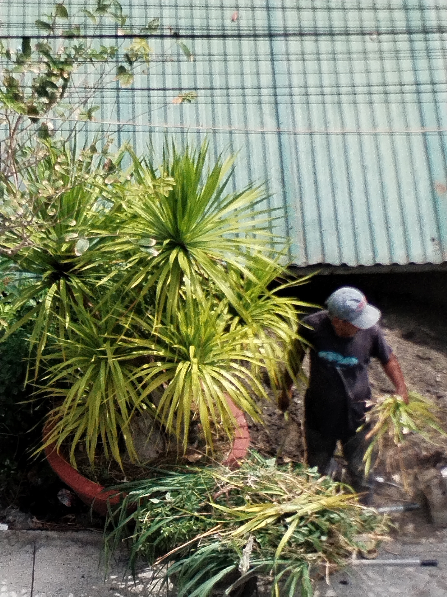 The image captures an outdoor scene in Nha Trang Ward, Vietnam. In the foreground, there's a pile of cut grass and greenery on the ground. Adjacent to this is a large potted plant with vibrant, spiky green and yellow leaves. Behind the plant, a person is visible, wearing a dark shirt, dark pants, and a light-colored baseball cap. The person is holding a bunch of cut grass or plants. In the background, a metal sheet roof is visible, showing signs of age and slight discoloration. The overall scene suggests gardening or yard maintenance activity.