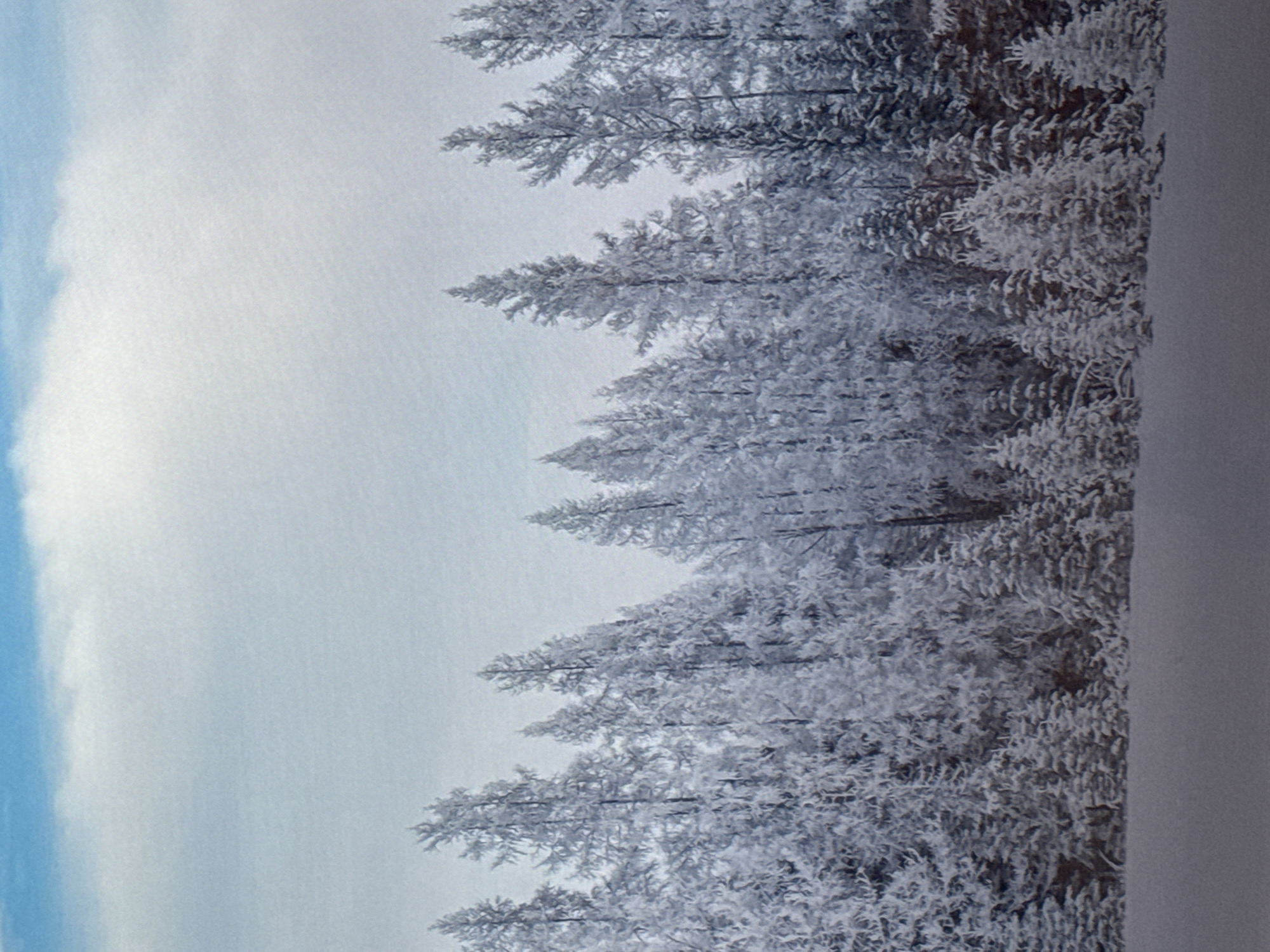 This is a vertical, medium-shot photograph of snow-covered pine trees against a pale blue and white sky. The trees are densely packed and their branches are heavily laden with snow, creating a frosted appearance. The leftmost portion of the image shows a hazy, soft blue sky that gradually fades into white towards the center. The trees fill the right side of the frame, with their snowy branches forming a textured silhouette against the sky. The detail of the individual pine needles is discernible through the snow. The overall impression is of a serene and cold winter landscape. There is no visible text in the image, and no people or specific objects are present. The time of day is likely daytime, given the sky, but the weather is clearly wintery and cold, with snow covering the trees. The location appears to be a forest or woodland area.