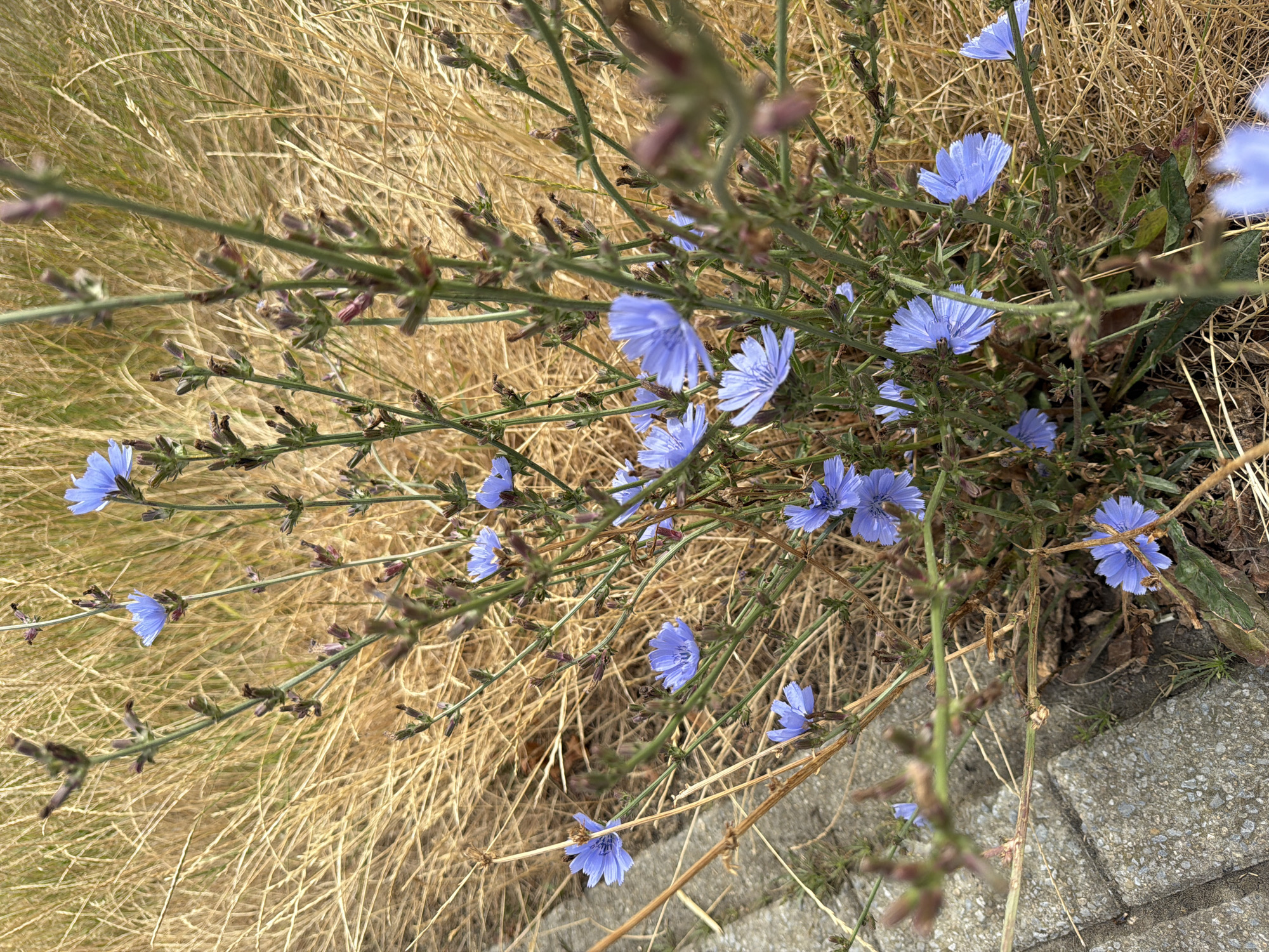 A close-up, eye-level shot captures a patch of blue chicory flowers amidst dry, golden grass and a paved sidewalk in Melick, Netherlands. The flowers, with their delicate, serrated petals, are predominantly clustered on thin green stems. Several buds, some tinged with purple, are also visible along the stems, suggesting ongoing blooming. The background is dominated by the textured appearance of dry grass, creating a soft, blurred effect. The foreground shows a section of a gray, concrete sidewalk with visible seams, indicating an urban or semi-urban setting. The lighting suggests it is daytime, likely with overcast conditions given the diffused light and lack of harsh shadows. No people or animals are present in the frame.