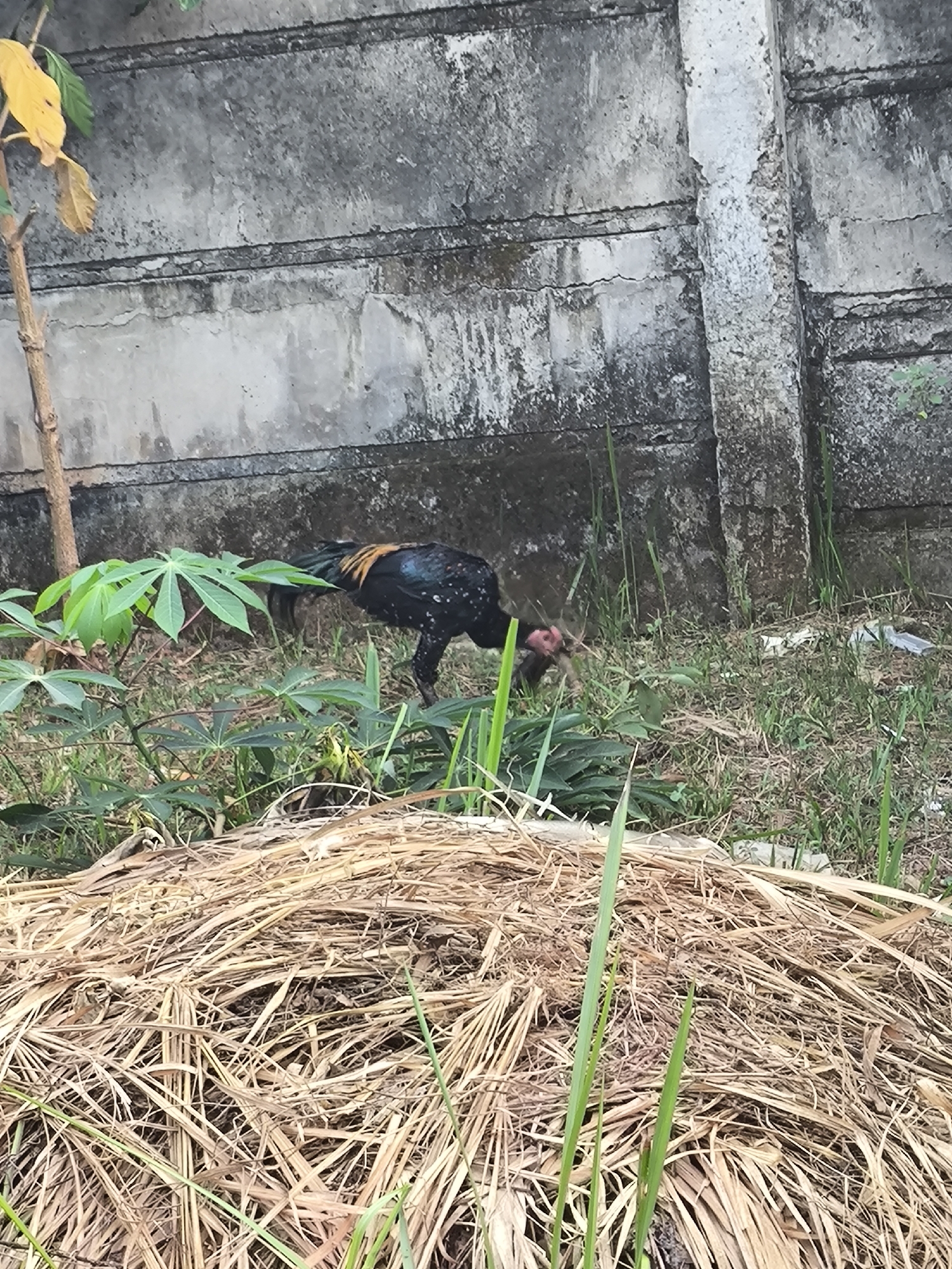 A black and gold rooster is foraging in a grassy area next to a dilapidated concrete wall. The rooster is in the center of the frame, with its head down as if searching for food. The wall is old and weathered, with cracks and patches of discoloration. Green plants and dried grass are scattered throughout the area. A small tree with yellow leaves is visible on the left side of the frame. The scene appears to be an outdoor area in Cilegon, Indonesia.