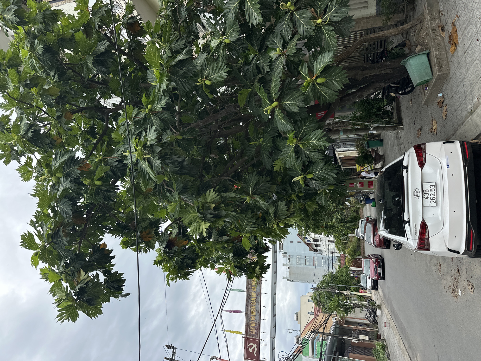 The image depicts a street scene in Da Nang, Vietnam, dominated by a large tree with dense green foliage and several small, green fruits hanging from its branches. The tree is situated on the right side of a paved street lined with buildings. On the left side of the street, several cars are parked, including a white Hyundai Accent with the license plate 43B 262.53. Further down the street, other vehicles and motorcycles are visible. A red banner with Vietnamese text and imagery, including a red star and hammer and sickle, is suspended across the street, indicating a possible government or political location. The sky is overcast, suggesting a cloudy day. The overall environment appears to be an urban or suburban residential area.
