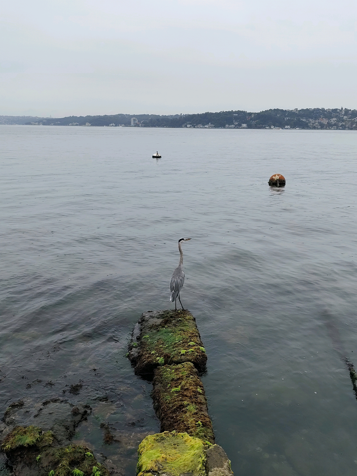 A great blue heron stands on a moss-covered stone structure jutting into the water. In the distance, a small boat is visible, and further out, a buoy floats on the grey, rippling surface of the water. The background shows a hazy shoreline with trees and buildings, characteristic of a city like Sarıyer, Turkey. The sky is overcast, casting a muted light over the scene. The water is calm with faint ripples, suggesting a still day.