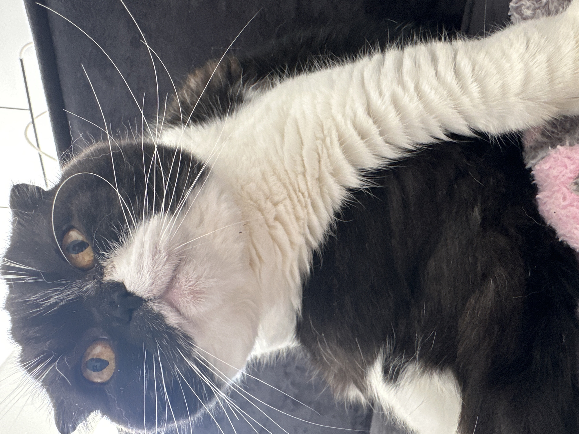 A black and white cat is lying on its back, looking directly at the camera with a slightly tilted head. The cat has yellow eyes and long white whiskers. The background is dark grey. The cat is partially lying on a soft, pink and grey object. The location is not discernable from this image, and there is no indication it is located in Kharnavy, Russia.