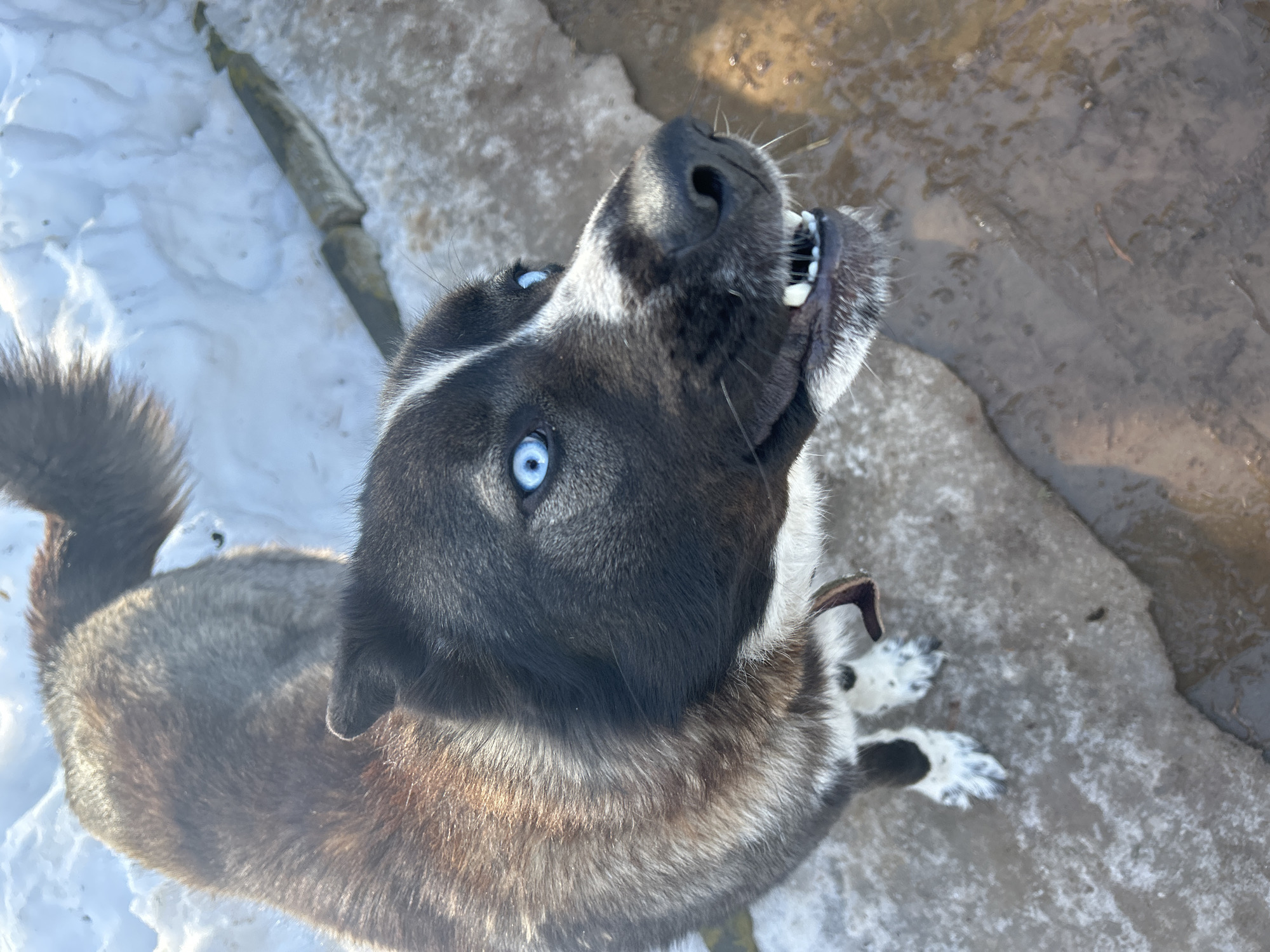 The image captures a dog located in Фоки, Russia, standing on a ground surface composed of patchy snow, ice, and wet, dark soil or shallow water. The dog, a medium-to-large breed, has a predominantly dark brown and black coat with reddish-brown highlights on its back and white markings on its muzzle, chest, and front paws, which display dark spots. Its eyes are a striking bright blue. The dog's mouth is slightly open, revealing its white incisors and canines in a baring posture. A dark-colored collar is visible around its neck. The animal is looking upward and slightly to the right, towards the camera. In the background, a snowdrift is present, within which a long, segmented, dark object, possibly wood or concrete, is partially buried. The scene is brightly illuminated by daylight.
