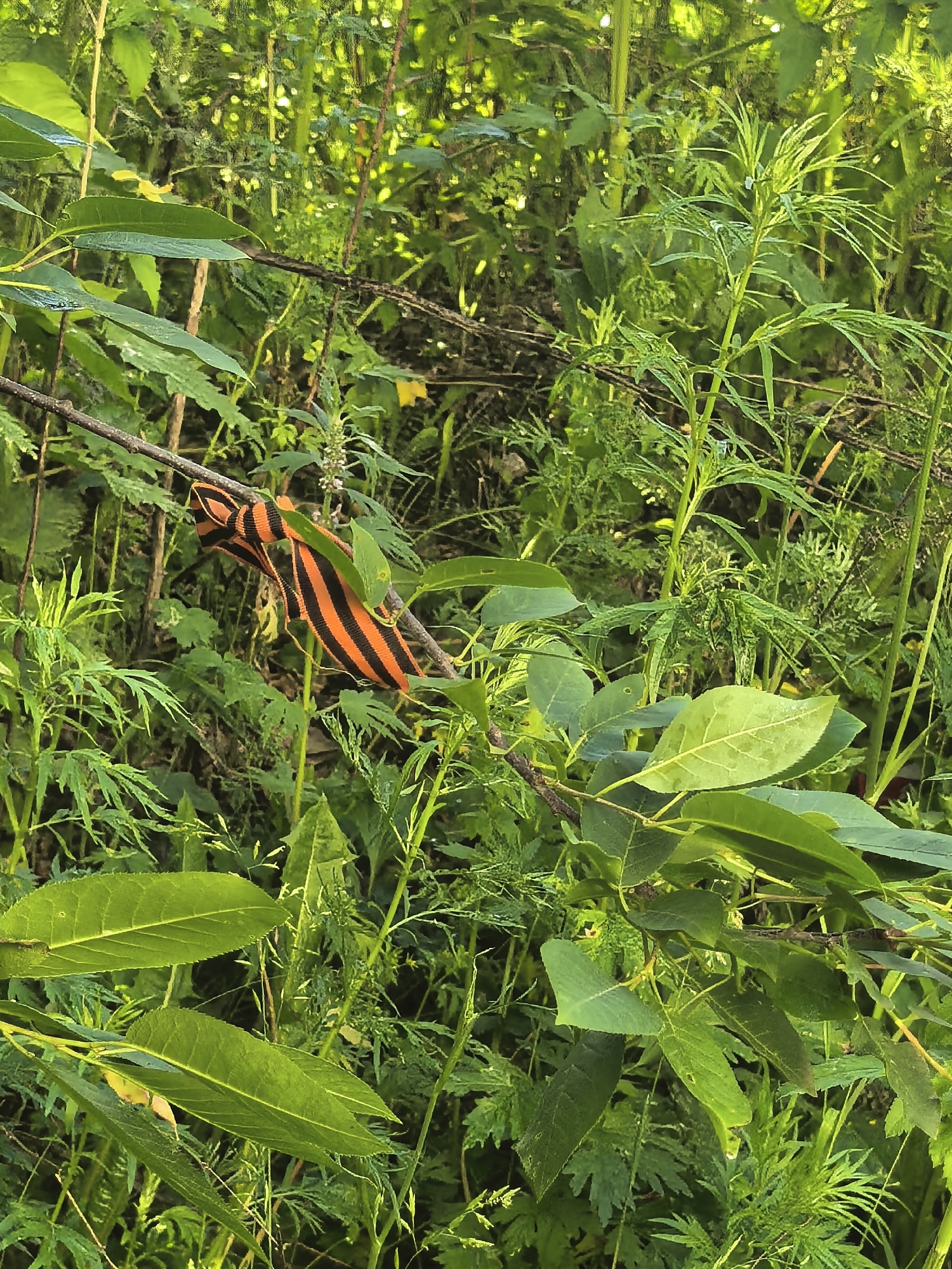 A Saint George's ribbon with black and orange stripes is tied to a thin branch that extends diagonally across the frame. The ribbon appears to be made of fabric and is somewhat frayed. The branch is positioned in the middle ground of the image, surrounded by lush green foliage. The leaves on the branch are a vibrant green and some appear to be catching the light. The background is a dense thicket of various green plants and leaves, creating a soft-focus, natural environment. The lighting suggests it could be daytime, with sunlight filtering through the leaves, creating dappled light and shadows. There is no visible text. The overall impression is one of a natural, overgrown setting with a solitary symbolic item placed on a branch.