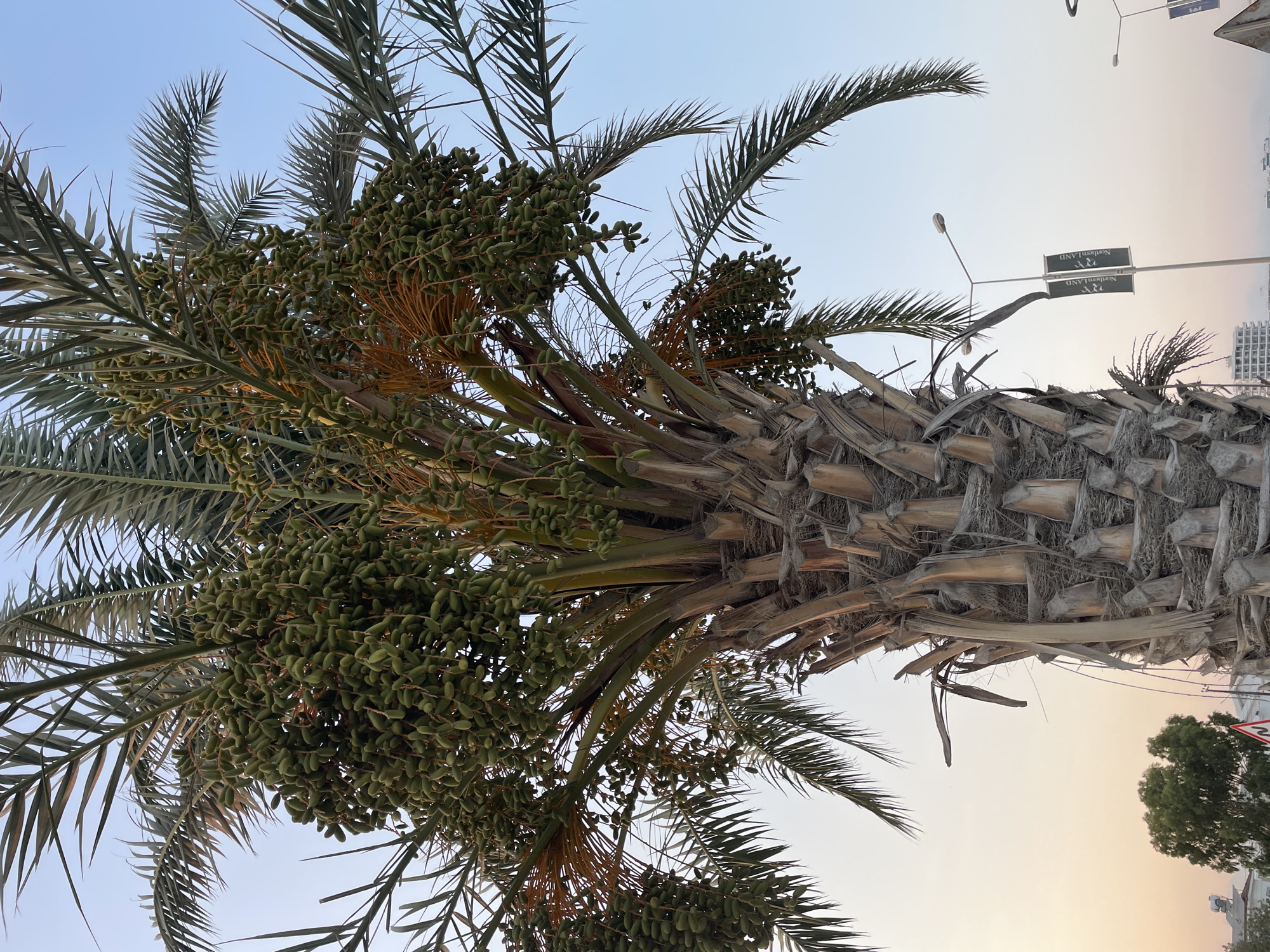 The image shows a close-up of a date palm tree in Trikomo, Northern Cyprus. The palm tree is laden with numerous clusters of green, unripe dates. Its trunk is rough and fibrous, composed of the remnants of old fronds. In the background, the sky transitions from a pale yellow near the horizon to a clear light blue. A streetlamp with two banners displaying "Northern Land" is visible to the right of the tree. Further in the distance, buildings and some greenery can be seen, suggesting an urban or semi-urban environment. The overall lighting indicates it is either early morning or late afternoon.