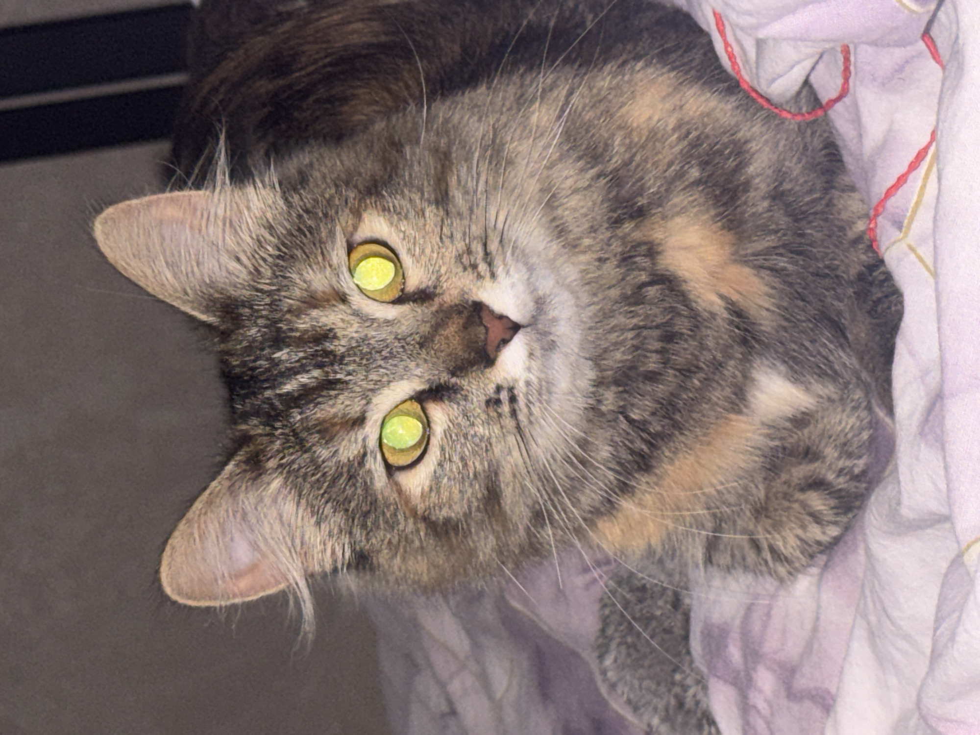 The image shows a close-up of a tabby cat with striking yellow-green eyes. The cat is lying on a textured, light-colored blanket with subtle pink and purple patterns. Its fur is a mix of gray, brown, and ginger. The background is dark and out of focus, with vertical lines visible, suggesting a piece of furniture or a wall. There is no indication of the city of Saratov, Russia, in this image.