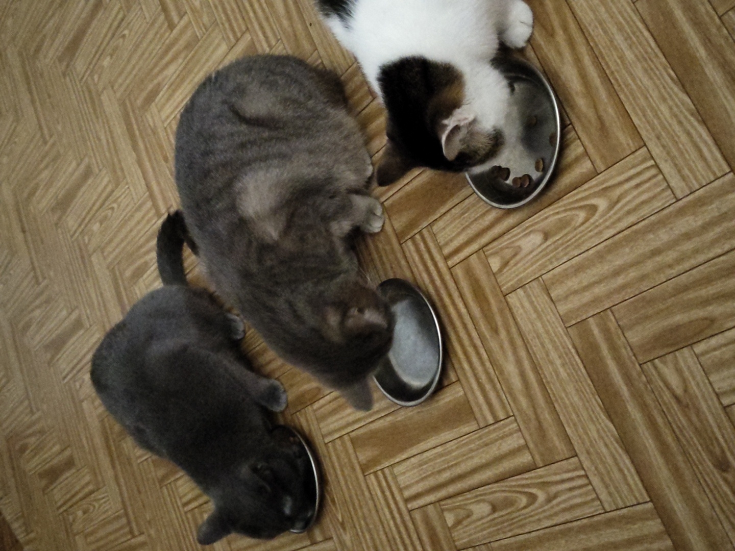 Three cats are eating from metal bowls on a wood-patterned floor. The cat on the left is solid gray and is eating from a bowl to its left. The cat in the middle is gray and tabby and is eating from a bowl in front of it. The cat on the right is white with black and brown markings and is eating from a bowl to its right. The bowls appear to be full of kibble.