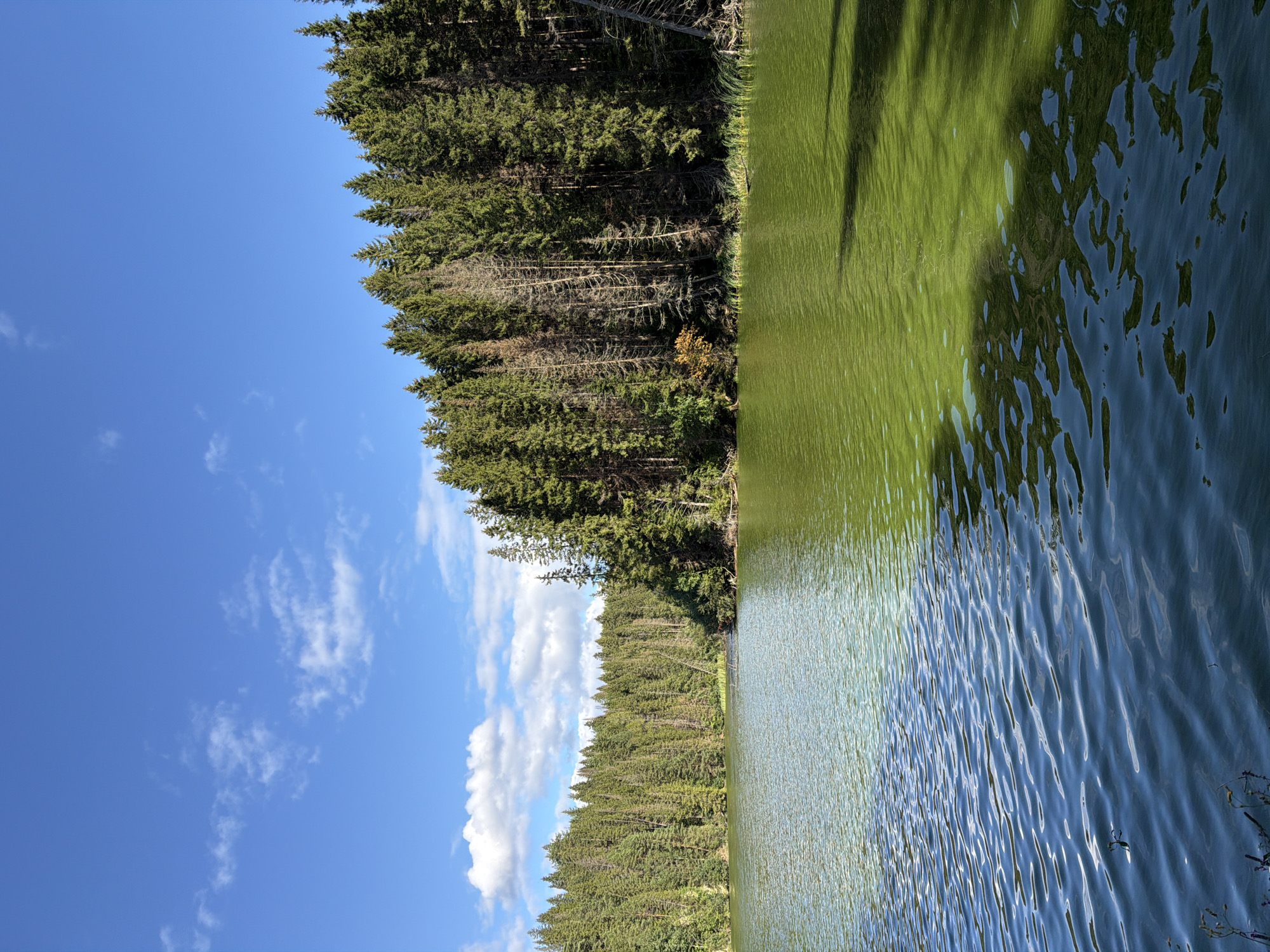 The image depicts a serene natural landscape, likely a lake or pond, bordered by a dense forest of coniferous trees. The water body occupies the foreground and midground, with its surface reflecting the sky and the surrounding foliage. The water is divided into two distinct color zones: the left side appears a deep blue, while the right side is a vibrant green, possibly due to algae or specific water conditions. Gentle ripples disturb the surface of the water.
The background is dominated by a thick line of evergreen trees, primarily pines and firs, with some bare, dead trees interspersed among them, particularly in the right half of the forest. The trees extend to the horizon, creating a natural wall. Above the trees, a clear blue sky with scattered white, fluffy clouds stretches across the top of the image. The lighting suggests it is daytime, with sunlight casting shadows on the water's surface.
There are no people or animals visible in the scene. The environment appears undisturbed and natural. The location is specified as being in the city of Gora (Khokhlovskoe S/P), Russia, suggesting this is a regional natural feature.