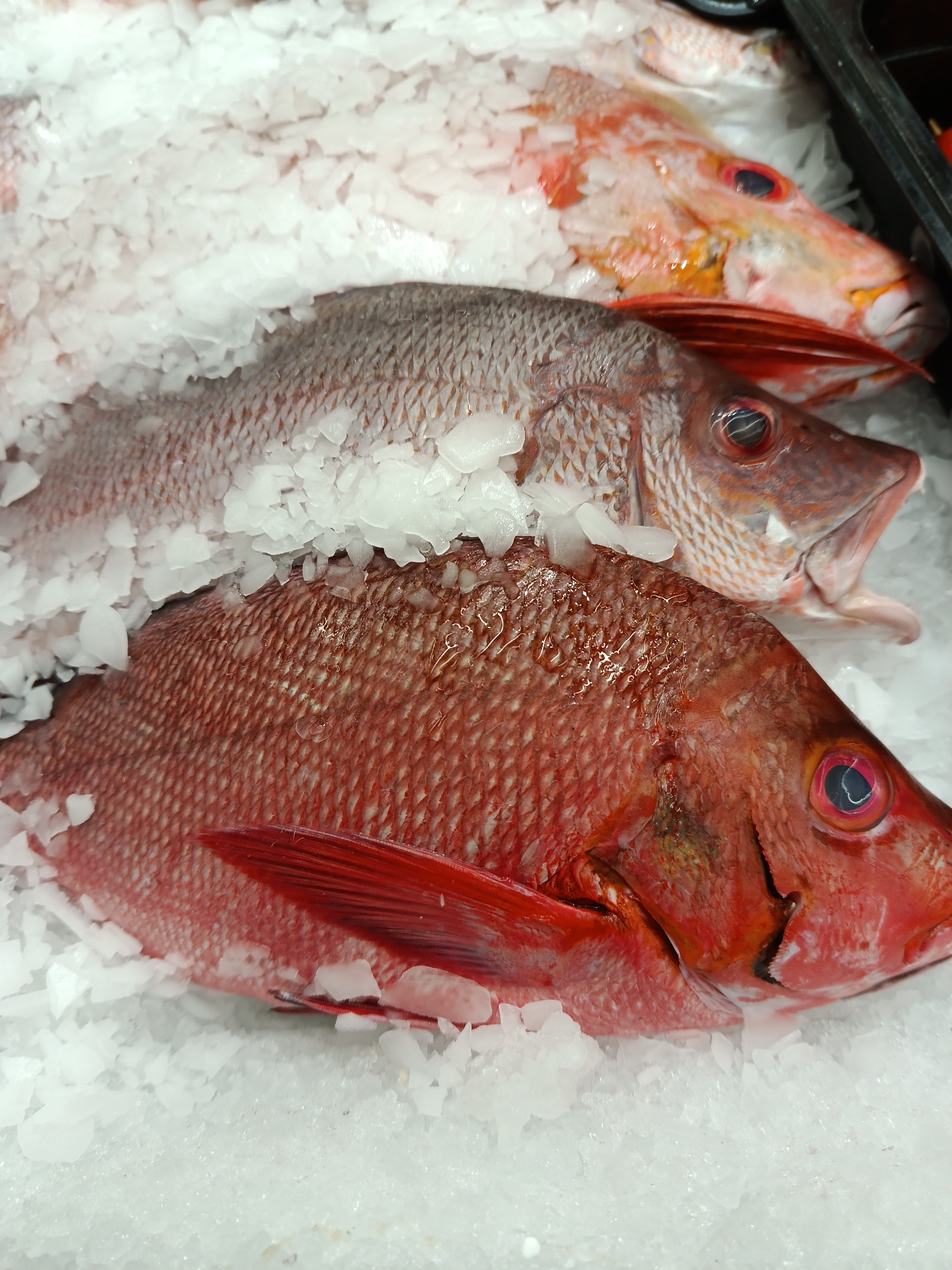 Three red snapper fish are displayed on a bed of crushed ice, likely in a market or fishmonger setting. The fish are arranged in a row, with the one closest to the viewer being the most prominently visible. The lighting suggests an indoor, possibly refrigerated display case. The scene lacks clear indicators that it is in Moscow, Russia.