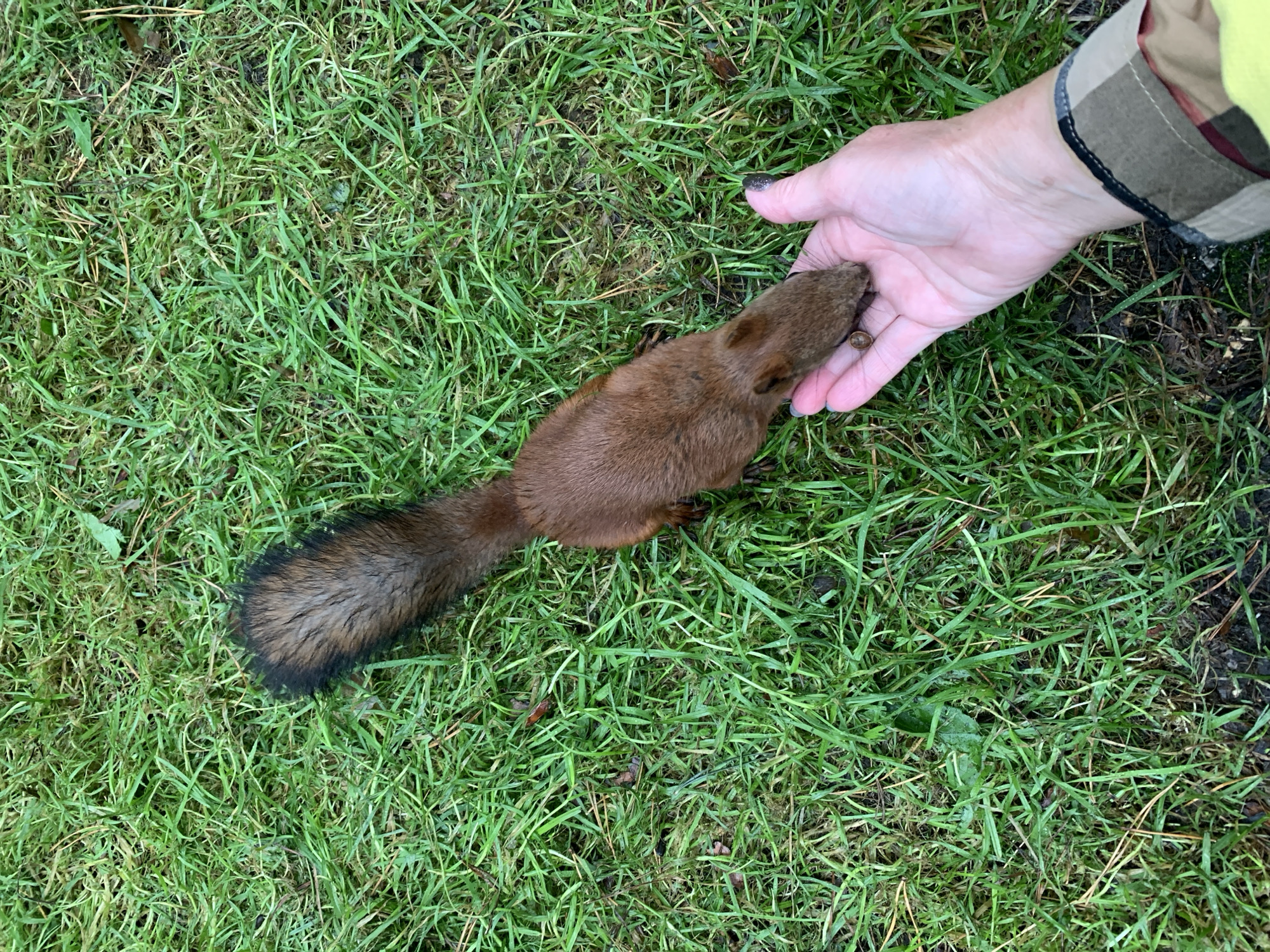 A squirrel with reddish-brown fur and a bushy, dark-tipped tail is being fed a nut by a person's hand on a grassy area. The grass appears damp and slightly overgrown. The person's hand is open, with the nut resting on their palm, and the squirrel is leaning forward to take it. The background is entirely composed of green grass. This image was captured in Prokopyevsk, Russia.