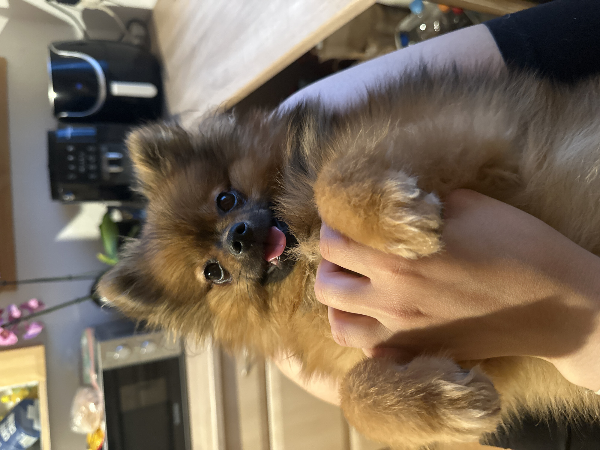 A small, fluffy brown and tan dog, likely a Pomeranian, is being gently held by a person's hand in an indoor setting. The dog has dark, round eyes, a black nose, and its pink tongue is slightly extended, giving it a playful or curious expression as it looks directly towards the viewer. Its fur is dense and appears soft.
The person's hand, with light skin, is cradling the dog's chest and belly area, providing support. The background reveals what appears to be a domestic kitchen or utility room. Visible appliances include a black coffee maker or similar machine with a silver handle and a blue indicator light, another black appliance with a control panel and buttons, and a stainless steel oven or dishwasher partially visible below a wooden countertop. There are also hints of pink artificial flowers and a blue and white box in the blurry background.
The scene captures a moment of affectionate interaction between the pet and its owner. The lighting suggests an indoor setting, possibly during the day or evening. No specific visible text is discernible in the image. While the location context is Arzberg, Germany, there are no specific visual cues within the image to indicate this. The overall impression is one of warmth and domesticity.