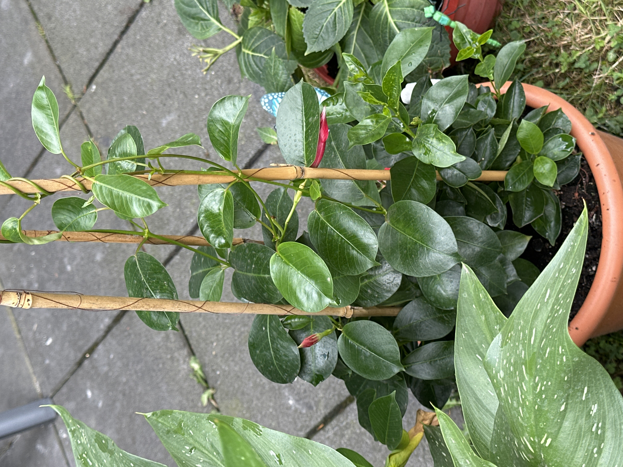 The image depicts a potted plant, likely a Mandevilla, with glossy green leaves and a developing red flower bud. The plant is supported by bamboo stakes wrapped with twine. It is situated outdoors, with a grey paved surface in the background. To the left and front of the plant, a portion of another large-leafed plant with white speckles is visible. In the mid-right background, a blue decorative butterfly and another potted plant with green leaves are partially visible. The overall setting suggests a garden or patio area. There are no people present in the image.