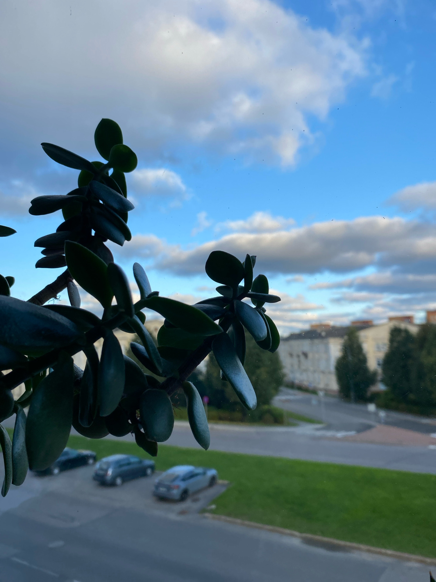 A close-up of a jade plant's leaves in silhouette is in the foreground, with a blurred cityscape visible through a window in the background. The sky above is blue with scattered white and gray clouds. The city scene features buildings, trees, and parked cars on a street. The location is Kohtla-Järve linn, Estonia.