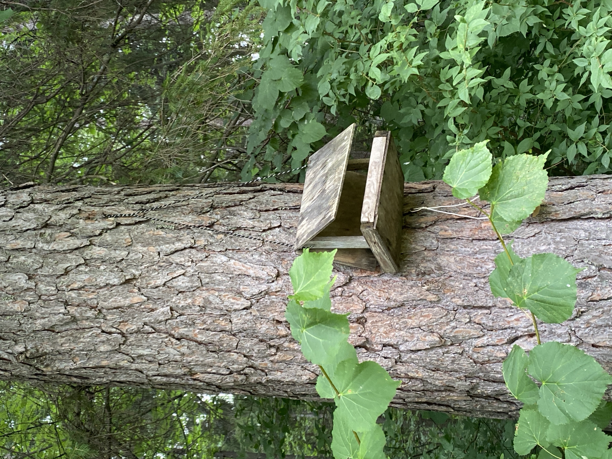 The media file shows a close-up, rotated view of a fallen tree trunk in a wooded area. The trunk, with its rough, textured bark, occupies the majority of the frame. Attached to the trunk is a small, weathered wooden structure, possibly a birdhouse or feeder, made of two angled pieces of wood. A thin, twisted wire is also visible, wrapped around the trunk near the wooden structure.
Green foliage from surrounding trees and plants fills the background and also drapes over the trunk in the foreground, with a vine of heart-shaped leaves climbing up the side of the trunk. The lighting suggests it is daytime, with dappled light filtering through the leaves. The overall impression is one of a natural, somewhat overgrown outdoor setting. The context provided places this scene in Noviy, Russia. There is no visible text in the image.