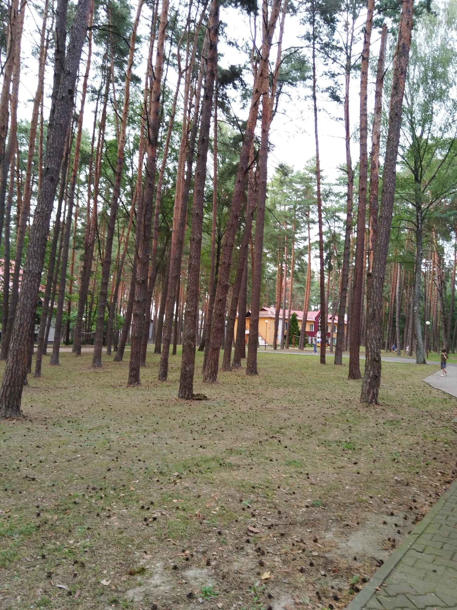 The image depicts a park or forest area with numerous tall pine trees and a paved pathway. In the background, there is a multi-story building with a red roof and yellow walls, suggesting it might be a residential or recreational facility. Several people are visible in the distance, walking or standing. The ground is covered with grass, fallen pine needles, and pine cones. The overall scene appears to be a natural setting within or near a populated area. The presence of a building and pathways suggests this is likely within the Хідрынскі сельскі Савет region of Belarus, an area known for its green spaces.