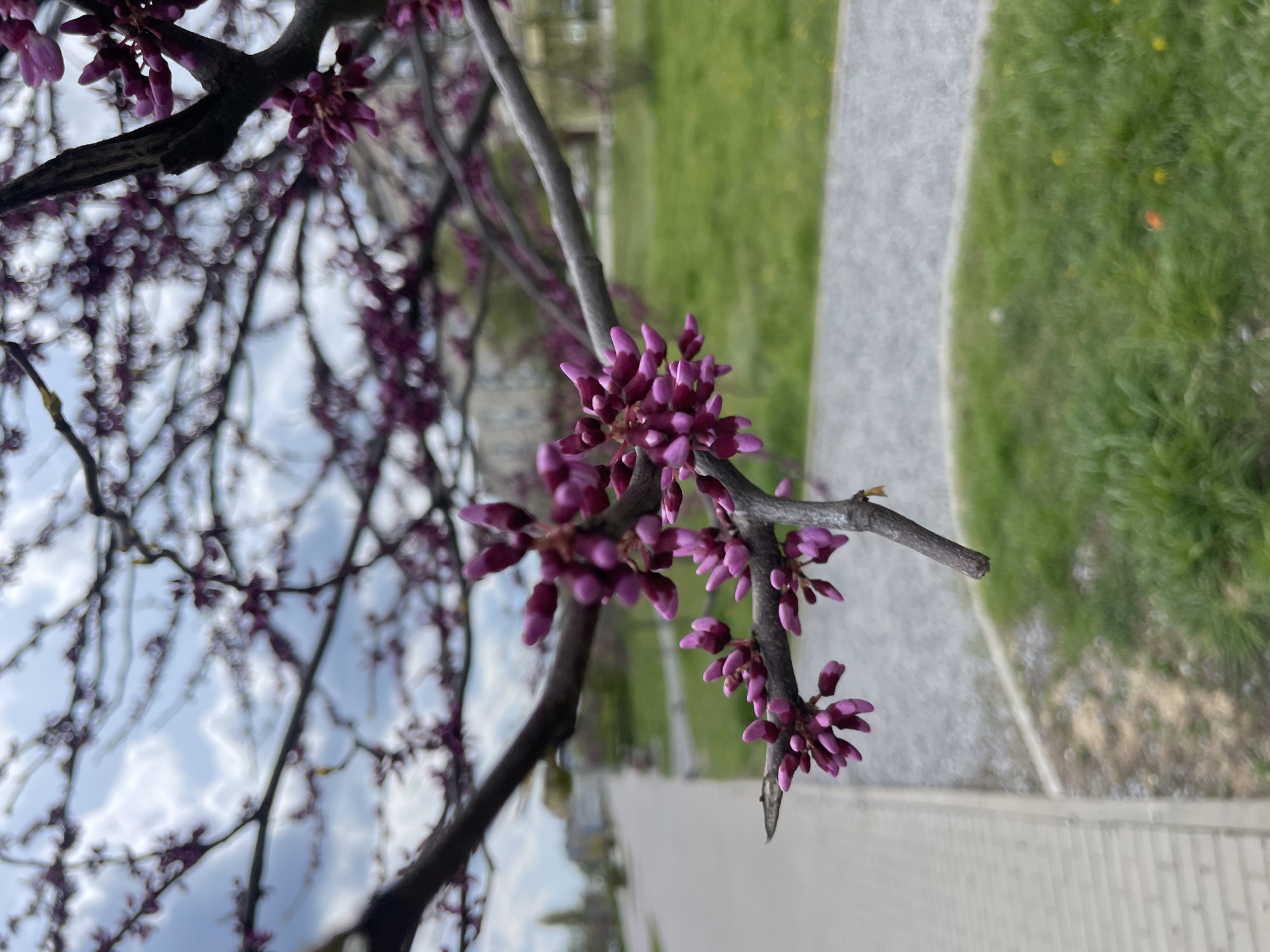 The image captures a close-up view of a tree branch adorned with numerous tightly closed purplish-pink flower buds, characteristic of a Redbud tree. The main branch, dark and slender, extends diagonally through the frame, with the clusters of nascent flowers densely packed along its length.
In the blurred background, other branches of the same tree, also dotted with buds, create a soft, intricate network. Through these branches, a light blue sky with scattered, diffused white clouds is visible, indicating a clear or partly cloudy daytime. To the right of the main branch, a grey, textured paved pathway or sidewalk runs vertically, suggesting an outdoor setting. Beyond the path, a strip of bright green grass is visible, further emphasizing a natural, possibly park-like or garden environment.
The prevalence of flower buds suggests the photograph was taken in early spring, anticipating the full bloom of the tree. The lighting is bright and natural, consistent with daylight. There are no people or discernible text in the image.