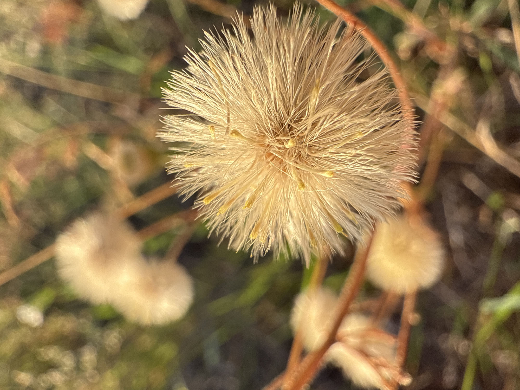This is a close-up, macro photograph of a fluffy, seed-like object, likely a dried flower head, with fine, light-colored fibers radiating outwards. The subject is positioned centrally in the frame, with a shallow depth of field creating a soft, blurred background of greens, browns, and hints of orange. Several other, smaller, similarly fuzzy seed heads are visible out of focus in the lower left and right portions of the image. Thin, reddish-brown stems or stalks are also present, supporting the seed heads and creating a delicate, natural composition. The lighting suggests it is daytime, possibly late afternoon or early morning due to the warm tones and soft shadows. The overall mood is serene and natural, focusing on the intricate details of the plant. There is no visible text in the image. The location context is Chaikovsky, Russia.