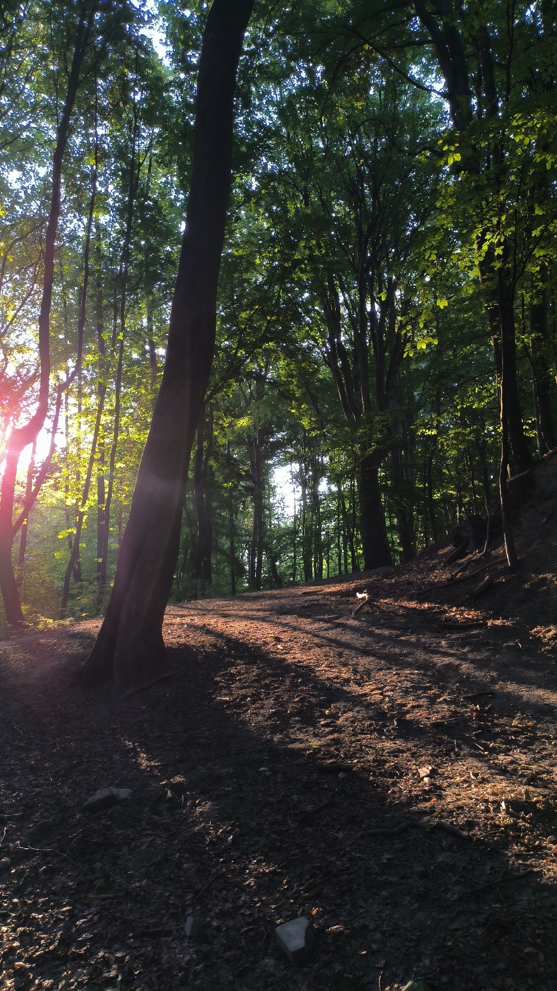 The image depicts a sun-dappled forest path in Lviv, Ukraine. Tall trees with dense green foliage line a dirt path that winds through the woods. The sunlight filters through the leaves, casting long shadows on the ground. The path is covered with fallen leaves and small rocks. The overall scene conveys a sense of natural tranquility and the beauty of the forest in Lviv.