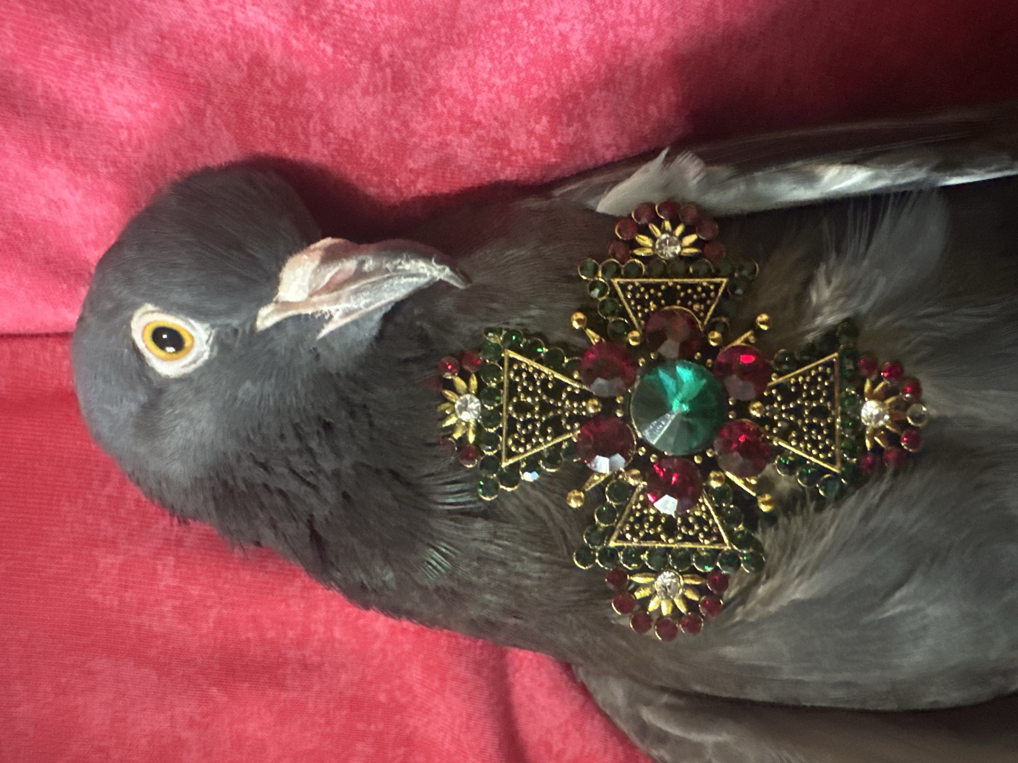 A close-up shot shows a pigeon with a jeweled brooch attached to its chest. The brooch is ornate, featuring a central green jewel surrounded by red and green stones, set in gold-colored metal. The pigeon is dark gray with a prominent yellow eye and a pale beak. It is positioned against a vibrant pink, textured background. The image does not contain any information about the city of Togliatti, Russia.