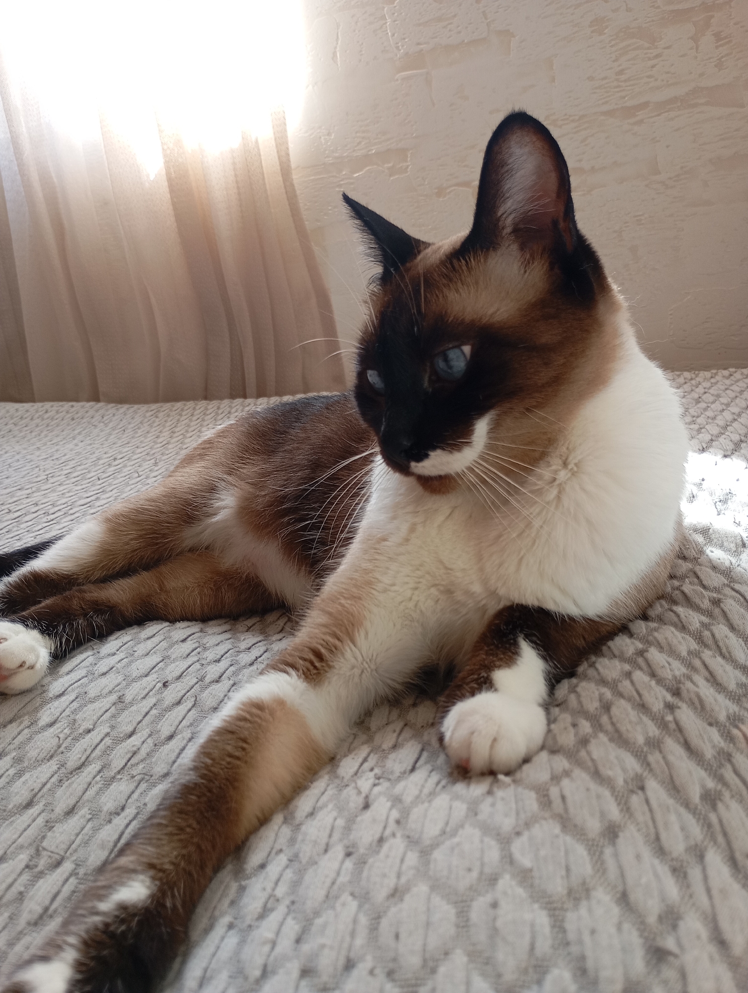 A domestic cat, likely a Siamese or Snowshoe breed, with blue eyes and characteristic color points, is resting on a textured, grey surface that appears to be a bedspread or sofa. The cat is lying on its side with its front paws extended. The background consists of a wall with a textured finish and sheer curtains, through which sunlight is streaming. The scene is indoors, likely in a residential setting. There is no discernible location in the city of Batumi, Georgia.