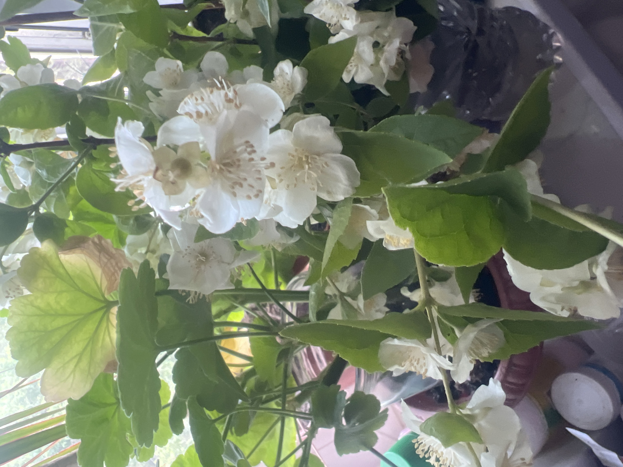 This is a close-up, medium shot of a potted jasmine plant with white flowers and green leaves. The plant is in a reddish-brown pot. Behind the jasmine, there are leaves from another plant, possibly a geranium, which are larger and have a scalloped edge. The background is blurry, but appears to be a window with some light coming through, and possibly other plants and objects. The overall impression is one of a well-lit indoor plant display. There are no people or animals visible in the image. The scene is set in an indoor environment, likely a home or greenhouse, as suggested by the potted plants and the presence of other assorted items in the foreground.