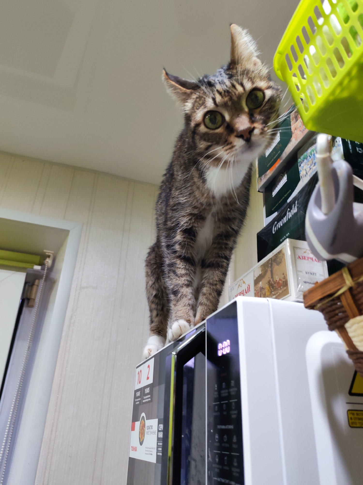The image features a tabby cat with striking green eyes, white chest fur, and white paws, looking directly into the camera from a low-angle perspective. The cat is perched atop a white microwave oven, its front paws resting on the appliance's upper surface. Its ears are slightly turned, conveying alertness or curiosity.
The scene is an indoor setting, likely a kitchen or utility area. To the left, a light-colored wall with vertical paneling is visible, along with a partial view of a doorway or cabinet. The ceiling above is plain and light.
To the right of the cat, various objects are stacked on a shelf or surface above the microwave. These include several boxes, with "Greenfield BLACK TEA" clearly visible on one. Another box shows "АЗЕРЧАЙ" (Azerchay) and "БУКЕТ" (Bouquet), suggesting tea products. One box also displays a classical illustration of people. A vibrant green plastic basket is positioned in the upper right corner, and a small woven basket is also present.
The microwave itself is white with a dark glass front panel. Its digital display shows "0:00" and some other characters resembling "U/U". A label on the side of the microwave displays "10 2 YEARS YEARS" and the brand "TOSHIBA". Further Russian text is partially visible, including "ПРОИЗВОДСТВО" (Production) and "СЕРВИС" (Service). A yellow warning label is affixed to the right side of the microwave or adjacent shelf.
The cat's elevated position and direct gaze suggest it has climbed onto the appliance, observing its surroundings or the person taking the photo. The visible Russian text on the product packaging and the microwave reinforces the given location context of Chaikovsky, Russia. No specific time of day or weather conditions can be discerned from the image.