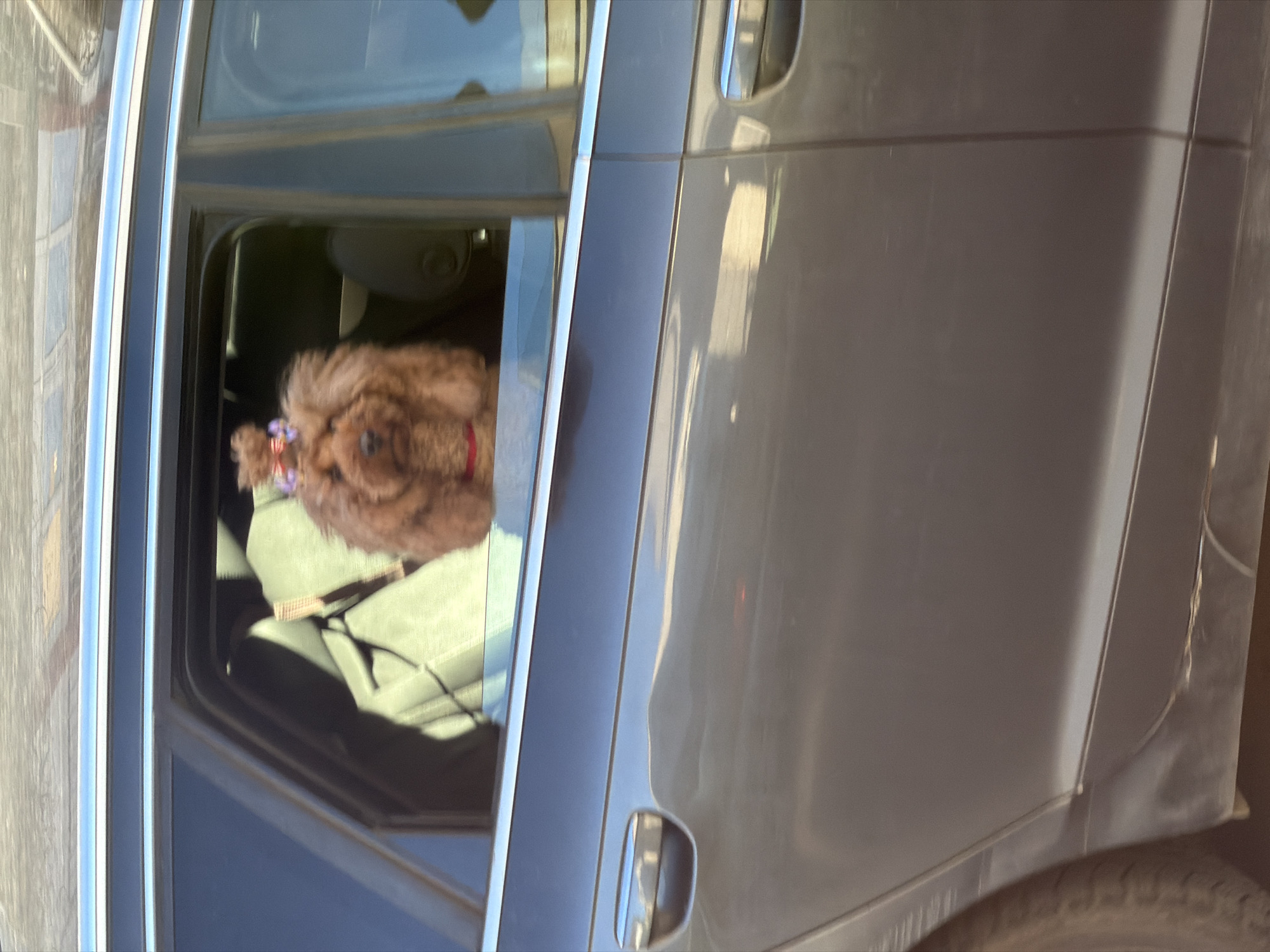 A close-up shot depicts a tan-colored poodle with a red collar and a small flower or bow on its head, sitting in the backseat of a gray car. The car window is partially open, and the background shows a blurry urban environment. The specific location in Budva, Montenegro is not discernible from the image.