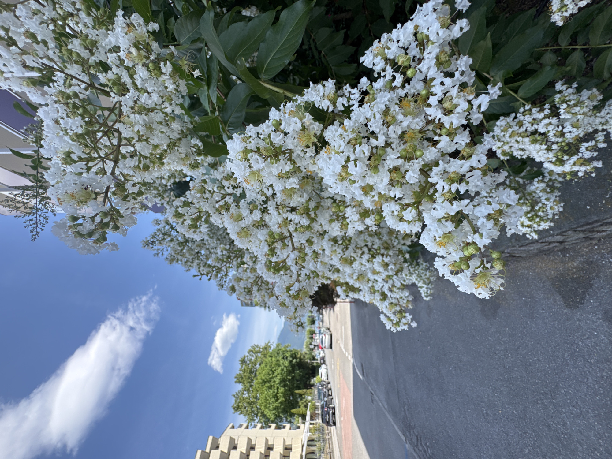 The image shows a close-up of white flowers with green leaves, likely from a Crape Myrtle tree. The flowers are delicate and clustered together, with visible stamens and pistils. The background is blurred, but a street with parked cars, trees, a building, and a blue sky with clouds can be discerned.
The scene appears to be set outdoors on a sunny day. The presence of a street and buildings suggests an urban or suburban environment. The cars are parked along the side of the road, indicating a typical street scene. The building in the background is modern, with a geometric design. The sky is bright blue with a few fluffy white clouds.
The orientation of the image is rotated, with the flowers appearing at the top and the street at the bottom, implying the photo was taken looking upwards from a low angle or that the image itself has been rotated. There is no visible text in the image. The overall mood is peaceful and serene, with the focus on the natural beauty of the flowers against the backdrop of everyday life.