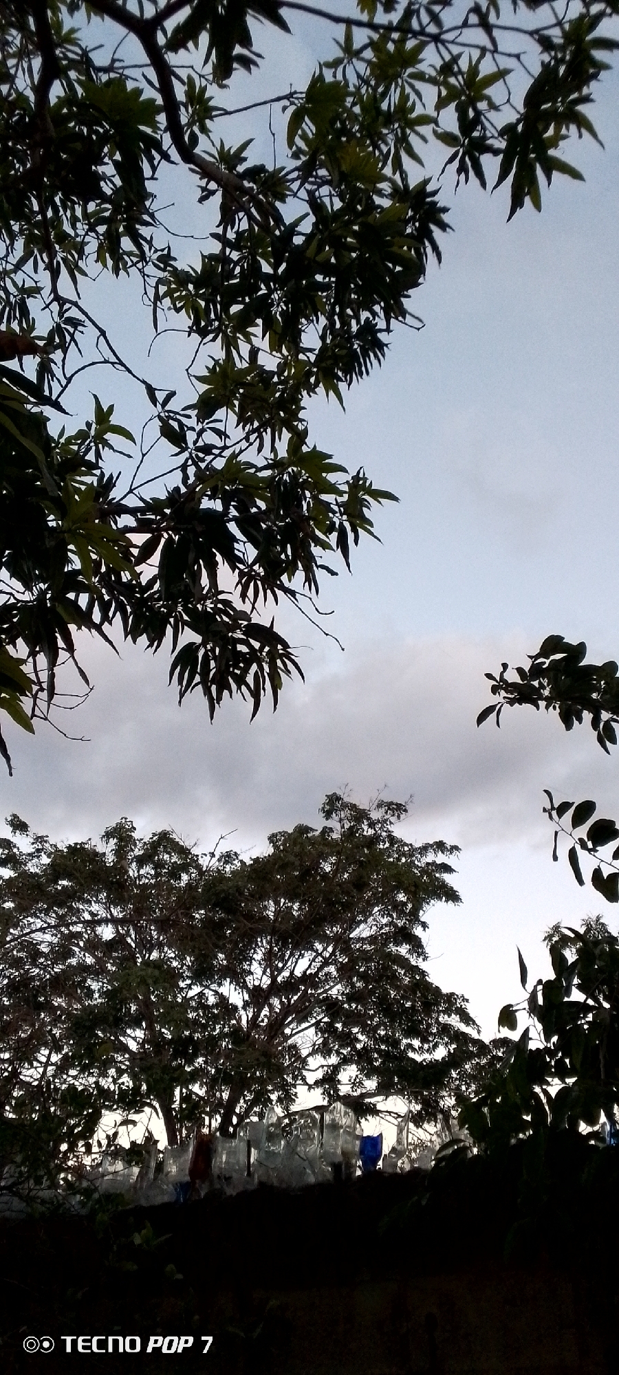 The image depicts an outdoor scene, likely in Altagracia, Venezuela, characterized by trees and a cloudy sky. In the foreground, dark foliage from trees frames the upper portion of the image, with branches and leaves silhouetted against the sky. The sky itself is a pale blue with visible clouds, suggesting a daytime setting.
Below the sky, the middle ground features the dense canopy of a large tree with intricate branches. Behind this tree, a row of objects are visible, appearing to be clear plastic sheets or containers, some with faint coloration, possibly indicating they are being used for some form of enclosure or shelter. A blue object, possibly a container or tarp, is also discernible within this arrangement.
The lower portion of the image is largely dark, with a shadowed ground or surface. The overall impression is one of a natural setting with some man-made elements present. The image has a watermark at the bottom left corner that reads "TECNO POP 7".