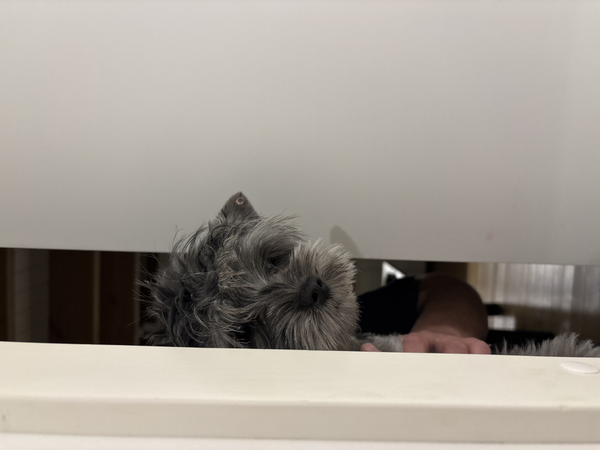 A gray schnauzer is peeking through a white slatted barrier, likely a crib or playpen. Part of a person's arm, wearing a black shirt, is visible behind the dog. The background is blurred, suggesting an indoor environment. There is no information in the image to indicate the location is Chaikovsky, Russia.