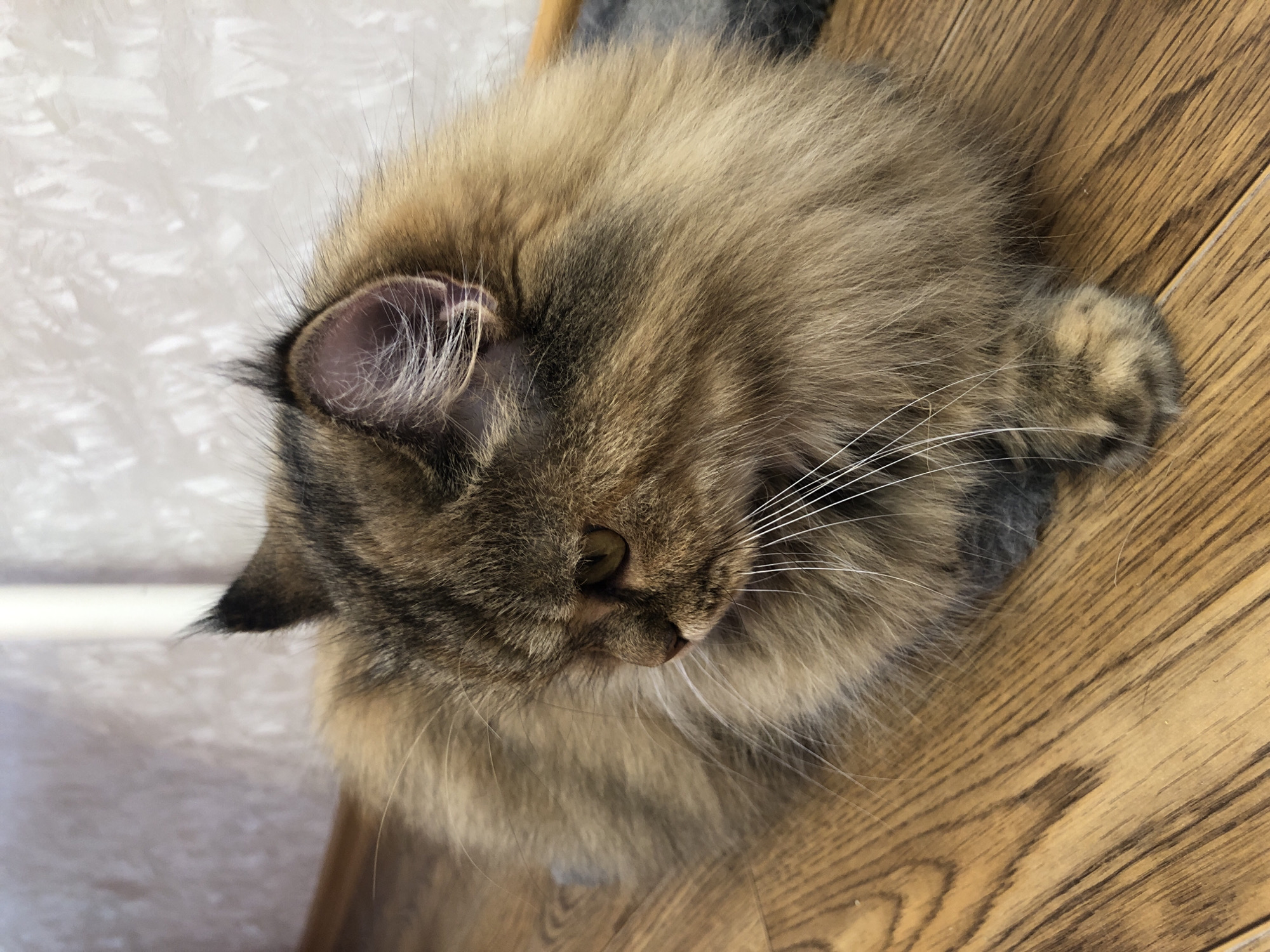 A long-haired tortoiseshell cat is lying on a wooden floor with a textured, light-colored wall in the background. The cat is facing to the left, with its head slightly lowered and looking downwards. Its fur is a mixture of brown, black, and lighter golden tones, with distinct tabby markings. The cat's eyes are visible and appear to be yellow or amber. Its whiskers are long and white. The wooden floor has a natural grain pattern. The wall in the background has a subtle, vertical texture and appears to be a light beige or off-white color. There is a white vertical object partially visible in the upper left corner of the image, which could be a piece of furniture or trim. The overall lighting suggests an indoor setting.
