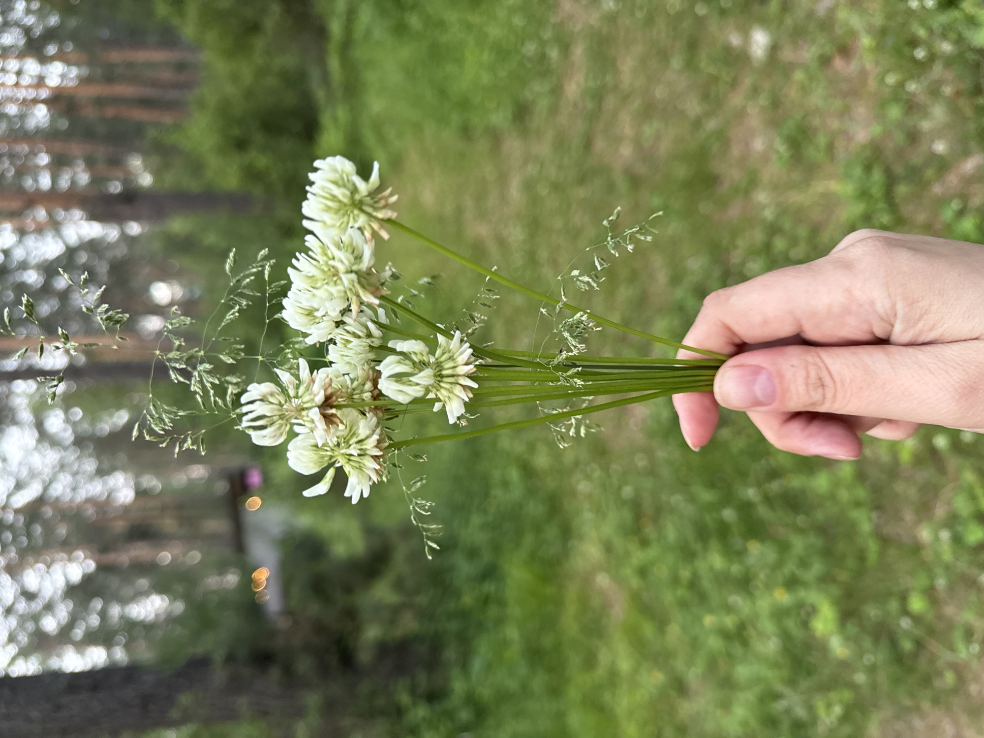 A hand holds a small bouquet of white clover and grass. The background is a blurred forest scene with tall trees and green undergrowth. The image appears to have been taken outdoors. There is no visible indication of the specific location within Cheposh, Russia.