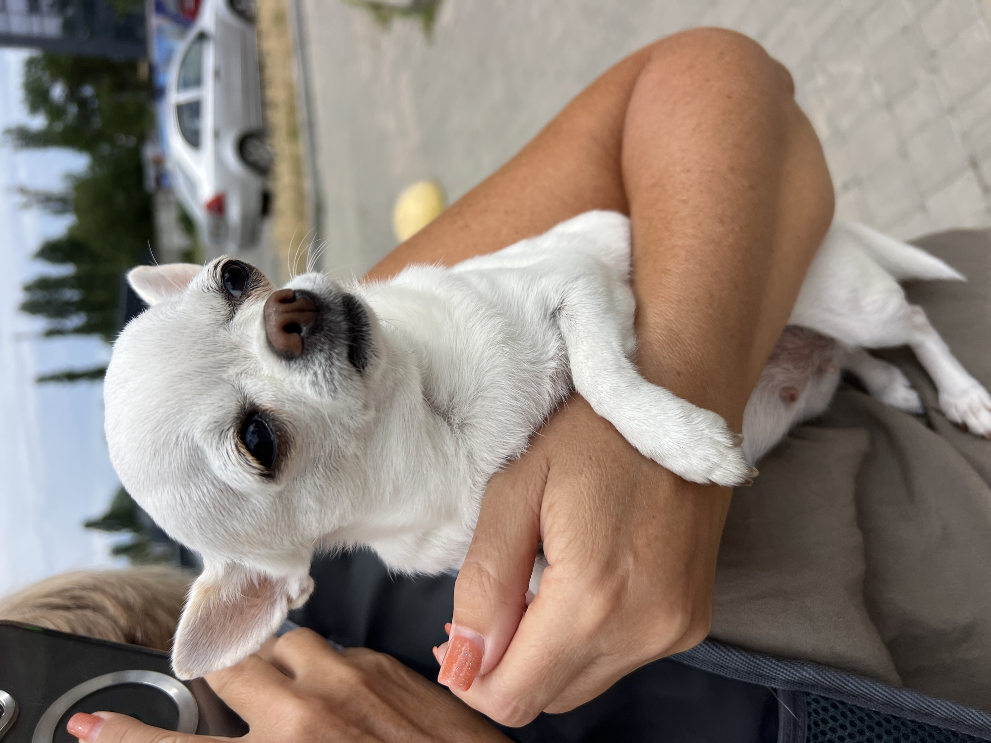 In Fontanka, Ukraine, a close-up shot captures a person holding a small white Chihuahua dog. The dog is positioned in the person's arms, with its head turned to the side, looking towards the right. Its eyes are dark, and its ears are perked up. The person's hands are visible, gently supporting the dog, with one hand showing painted fingernails. In the background, a silver car is parked on a street, and trees are visible, suggesting an outdoor, urban environment. The ground appears to be paved.