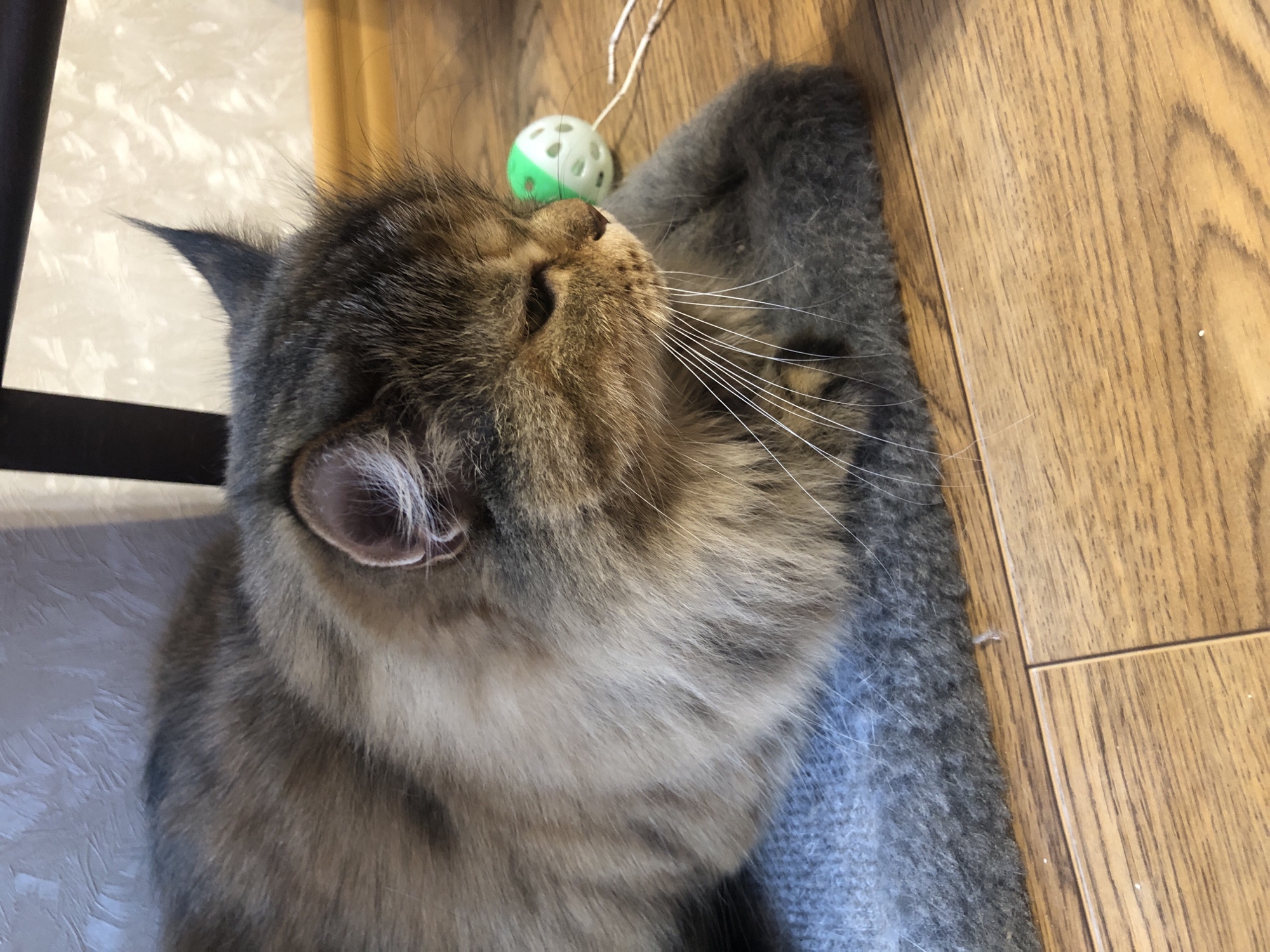 A long-haired tabby cat is lying down on a gray mat on a wooden floor. The cat is facing to the right with its head down. A small green and white cat toy is on the floor to the right of the cat. The cat's fur is brown and gray, with darker stripes. The cat has long white whiskers. The background is a textured wall.