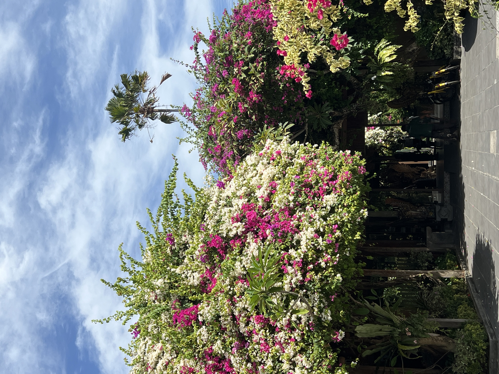 The image depicts a vibrant scene under a partly cloudy blue sky, possibly in Denpasar, Indonesia, characterized by lush tropical foliage and architectural elements. Dominating the foreground are two large bougainvillea plants, one on the left heavily laden with white and pink flowers, and another on the right with abundant magenta blooms. These flowering plants arch over a pathway paved with dark grey tiles, creating a natural archway. Behind the archway, a darker, shaded area reveals wooden posts and beams, suggesting a covered walkway or entrance to a building.
In the middle ground, through the archway, several figures are visible, their identities obscured by distance and shadow. Two yellow motorcycles are parked to the right of the entrance. The vegetation is dense, with various shades of green from leaves and plants, including ferns. A tall palm tree stands in the background, its fronds spread against the sky. The overall impression is one of a tropical setting, likely a garden, resort, or a temple entrance, with a mix of natural beauty and man-made structures.