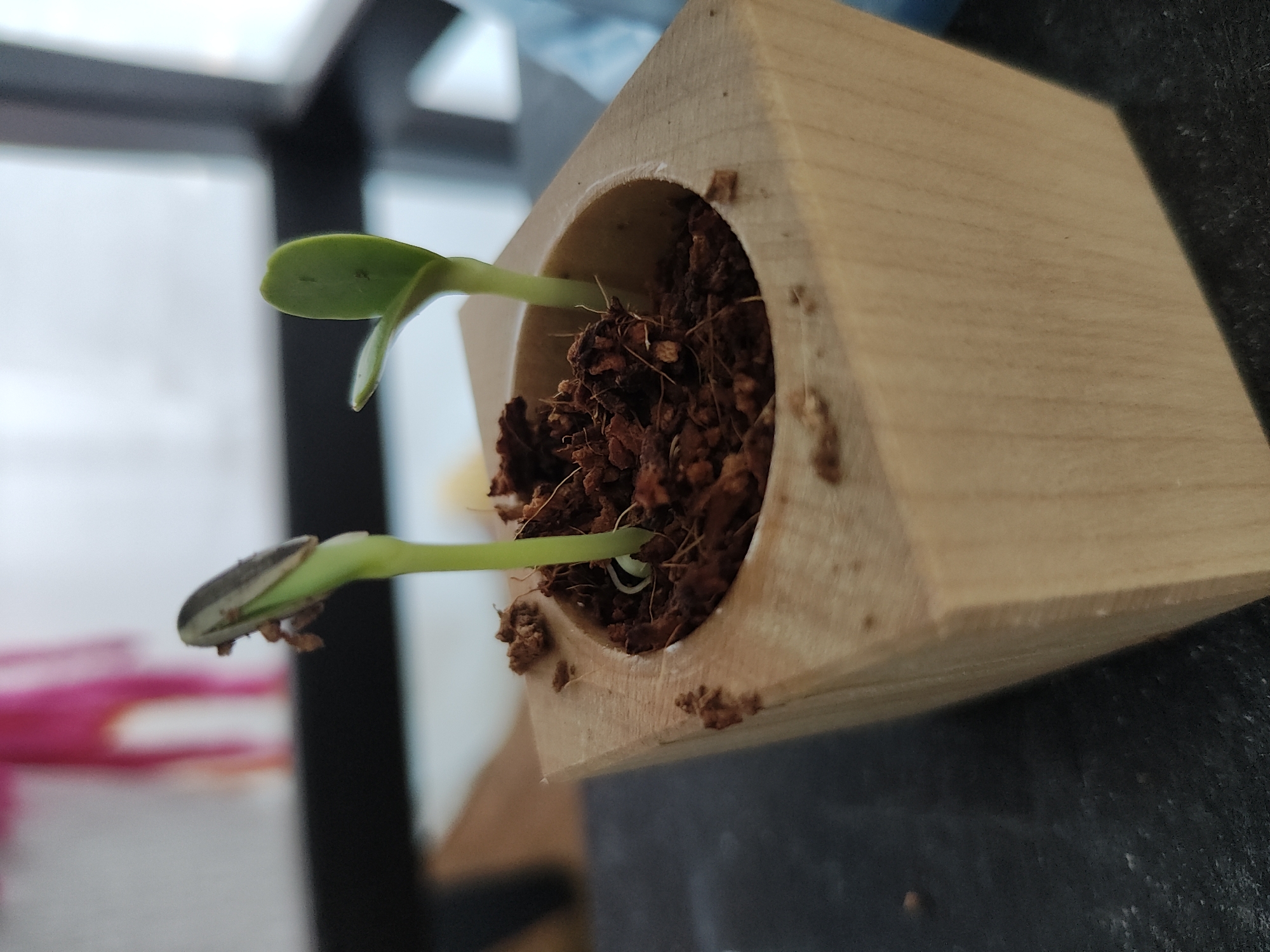 The scene, located in Trebgast, Germany, depicts two nascent plant sprouts within a light-colored, square wooden planter. The planter rests upon a dark, textured surface. Its central circular cavity contains dark brown, loose growing medium. The left sprout presents a light green stem topped by an adhering dark, oblong seed hull partially concealing green cotyledons. The right sprout displays a light green stem terminating in two fully unfurled, ovate green cotyledons. The background is out of focus, showing a horizontal dark band, a blurred vertical pink object to the upper left, and a diffused bright area in the upper right, consistent with an indoor environment. No individuals are present.