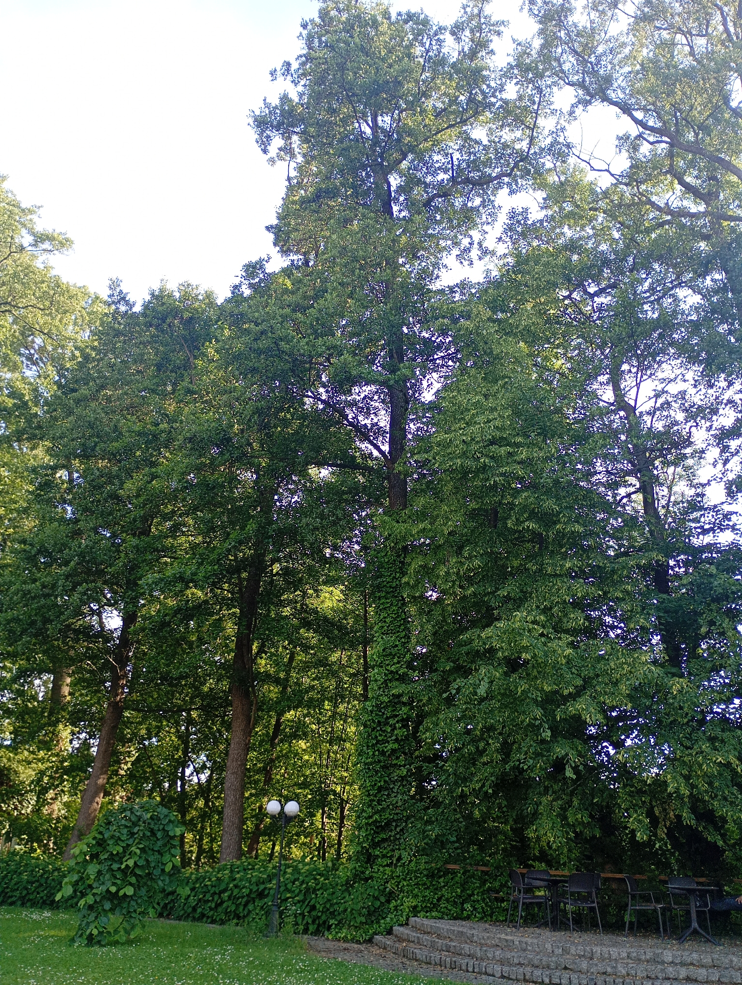 The image depicts a lush green park area, likely within the city of Międzyrzecz, Poland, with a focus on mature trees and vegetation. In the foreground, a well-maintained lawn dotted with small white flowers transitions to a low, manicured hedge. A dual-headed lamppost stands amidst the hedge, casting light on the scene. Behind the hedge, a stone pathway leads to a seating area featuring several dark-colored tables and chairs, suggesting an outdoor dining or relaxation space. The background is dominated by a dense canopy of tall, leafy trees, their branches reaching towards a bright sky, creating a serene, natural environment. The presence of mature trees and what appears to be a public park setting indicates a well-established green space within the urban landscape of Międzyrzecz.