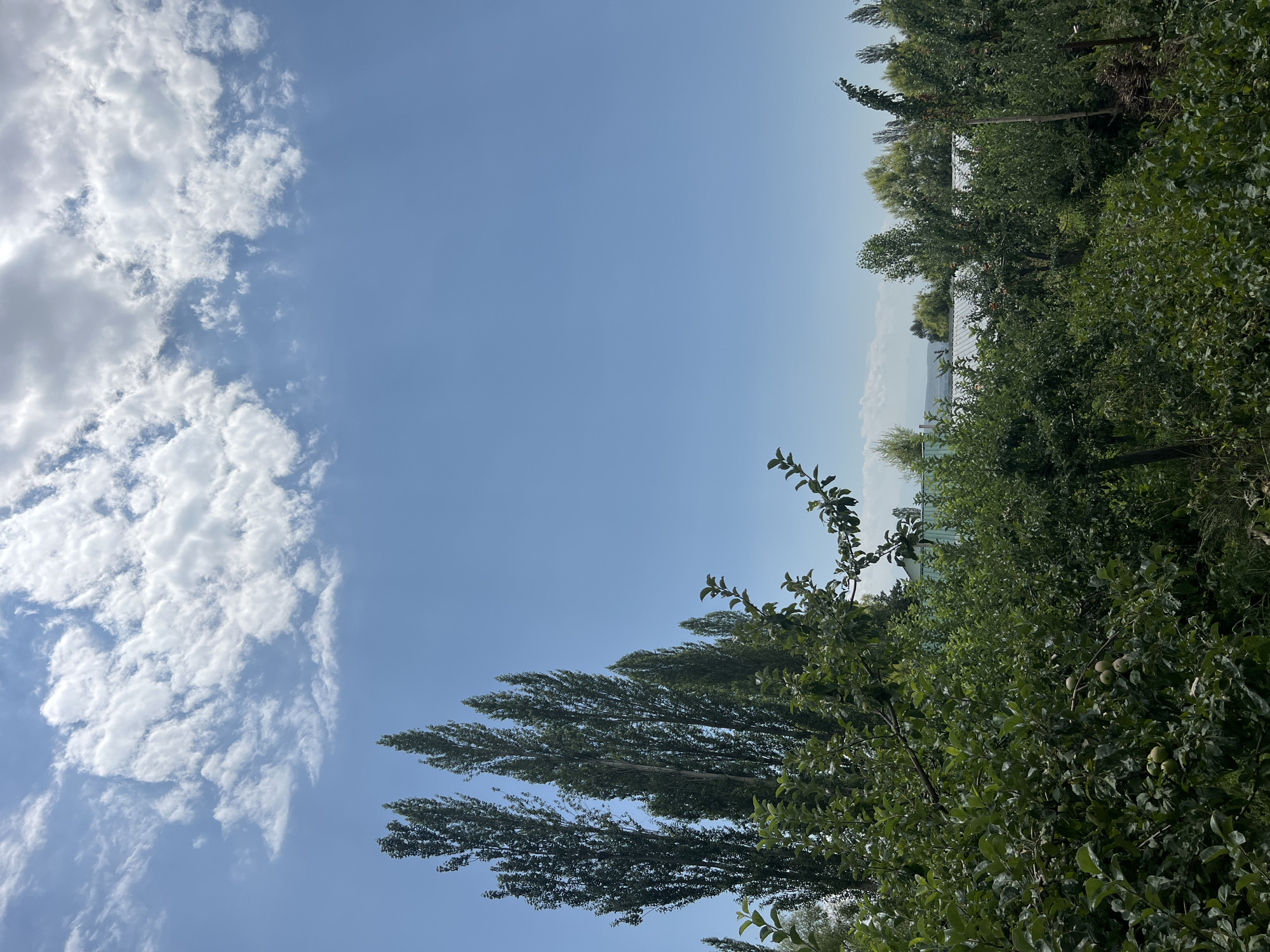 In Taldı-Suu, Kyrgyzstan, a bright, clear blue sky dominates the upper portion of the image, with scattered white cumulus clouds. Below the sky, a line of tall, slender trees stands vertically, their dark green foliage contrasting with the sky. The foreground is filled with lush, dense green vegetation, including leafy trees and bushes. Some of the trees in the foreground appear to be fruit-bearing, with small green fruits visible on the branches. In the middle ground, the roofs of several buildings are visible, appearing to be a light metallic color. The overall scene depicts a verdant, possibly rural or semi-rural environment under a sunny sky.