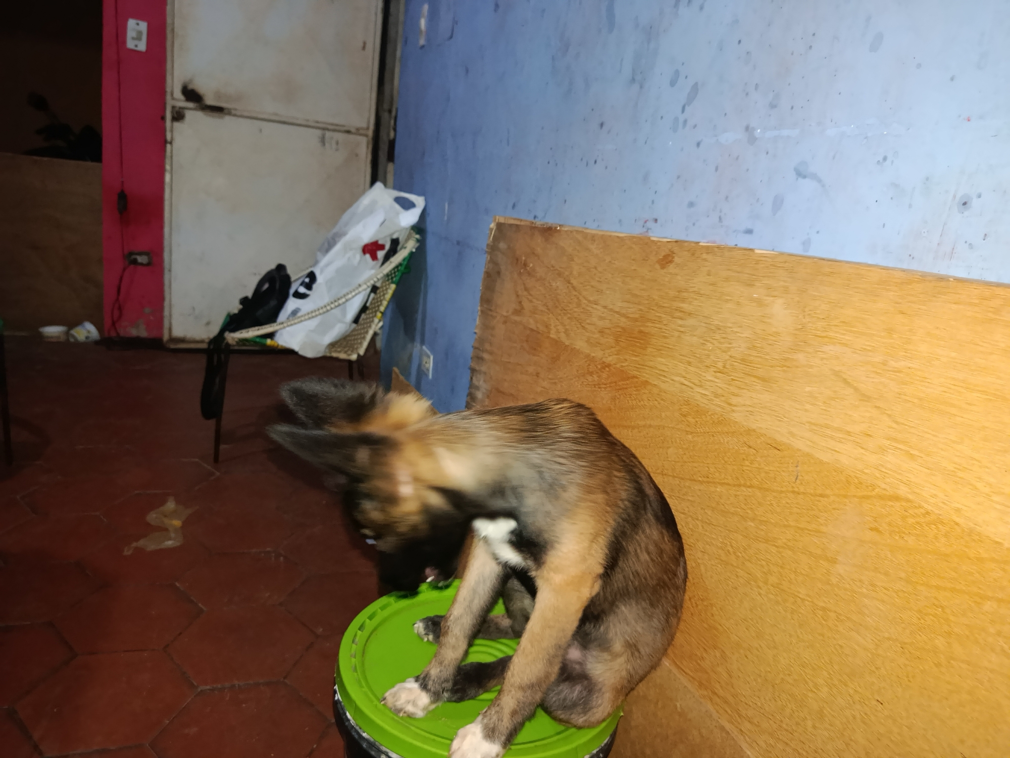 A young dog with brown and black fur is sitting on a bright green bucket. The dog's head is blurred, suggesting it is moving. The dog has white markings on its chest and paws. The background consists of a blue wall with water spots and a wooden panel. The floor is tiled with hexagonal brown tiles. In the background, a white plastic bag and a chair are visible, along with a pink wall and a door. The scene appears to be an indoor or semi-outdoor area, possibly a storage space or a utility area. The image is taken in Juan Griego, Venezuela.