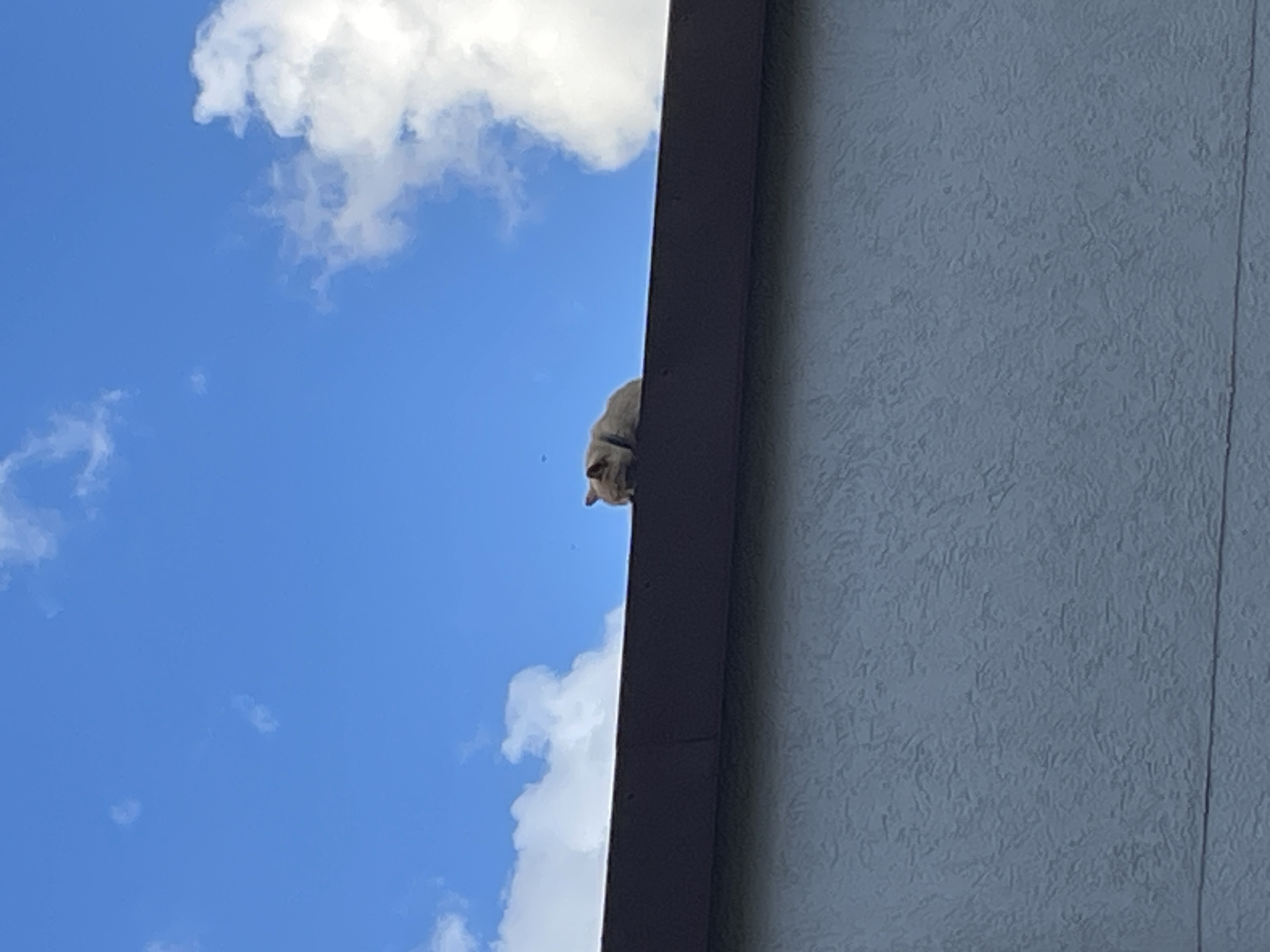 A light grey cat is sleeping on the edge of a dark brown roof. The roof is above a textured, light grey wall. In the background, there is a bright blue sky with scattered white clouds. The scene appears to be outdoors. There is no information to suggest the location is in Baranovka, Russia.