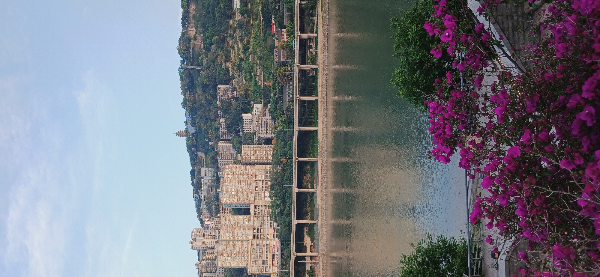 The image presents a waterfront scene in 江北城街道, China. The view includes a wide river with a concrete structure dividing it. This structure consists of evenly spaced pillars and connecting walls, with green vegetation visible between the wall segments. On the opposite side of the river, a steep, verdant hillside is covered with buildings, including residential blocks and a distinct pagoda-style tower. To the right of the frame, a cascade of purple bougainvillea flowers provides a striking contrast to the water and the green foliage. The sky is a gradient of blue with some cloud cover.