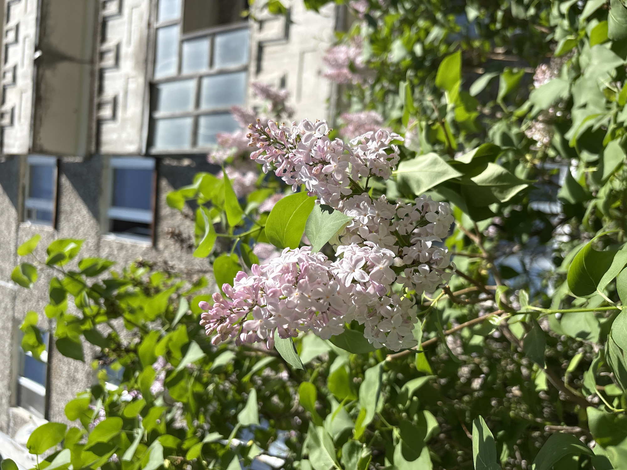 The image depicts a close-up of lilac blossoms in front of a building. The lilacs are a mix of white and light pink, with lush green leaves. The building is a light grey color with a structured, patterned facade. It appears to be an older building with many windows. Given the stated location of Izhevsk, Russia, the building is likely an older Soviet-era apartment building or public building due to its style and construction. No people are visible in the image. The scene is likely taken on a sunny day.