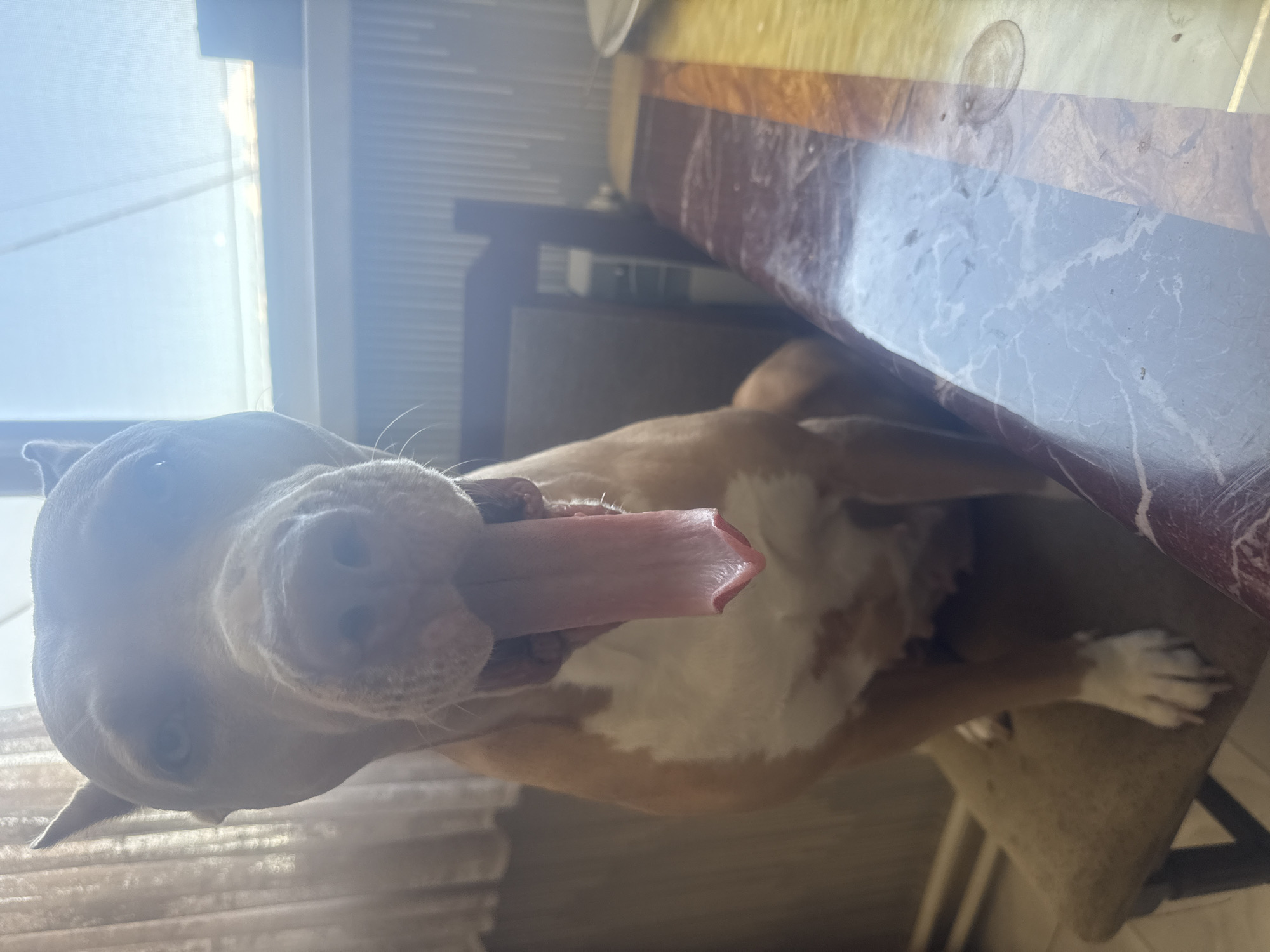 An eye-level, full-body shot captures a light brown and white pit bull with its pink tongue hanging out, panting. The dog is seated on a light brown chair with dark wooden legs and a worn, upholstered seat. Behind the dog, to the left, is a beige curtain. To the right of the dog, a dark wooden chair is visible, and further back, a window with a bright sky can be seen. In the foreground, a table with a marble-patterned surface occupies the lower portion of the frame. The overall lighting is bright, suggesting it is daytime. The scene appears to be indoors, possibly in a home in Metsamor, Armenia.