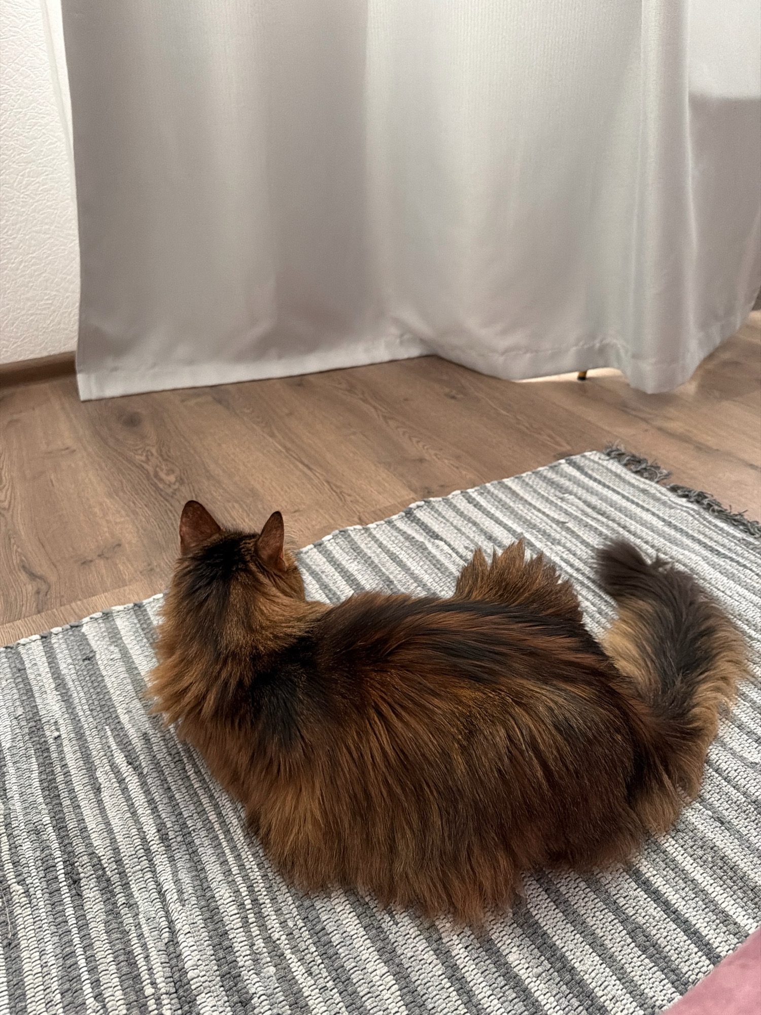 The image shows a brown cat with long fur lying on a striped rug. The cat is viewed from behind, with its head turned to the left. The rug is placed on a wooden floor. In the background, there is a white curtain and a textured wall. The scene appears to be indoors, likely in a residential setting. There is no information about the location in the city of Kyiv, Ukraine.