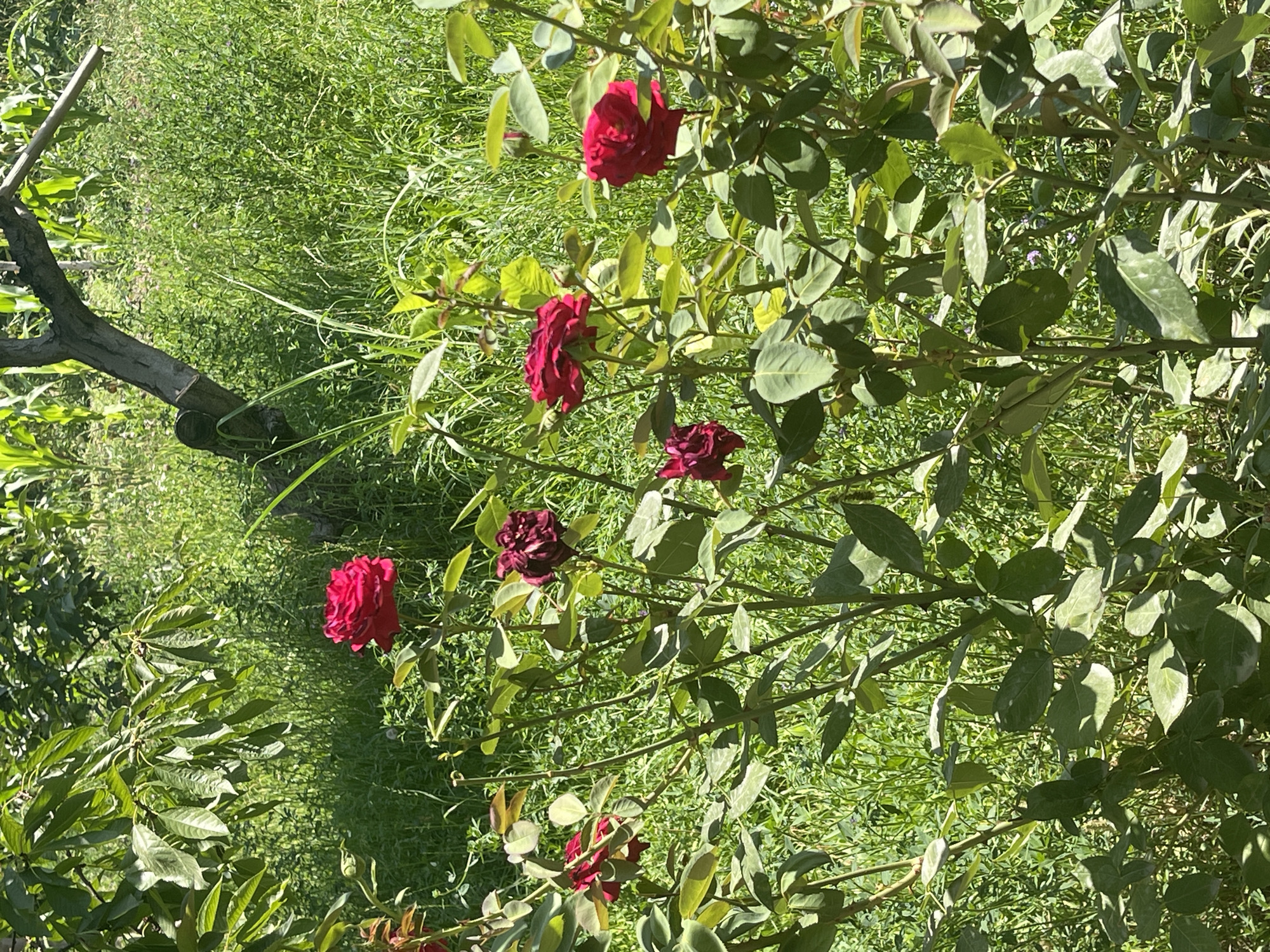 A medium shot captures a rose bush in full bloom, its deep red roses standing out against a backdrop of lush green foliage. The roses are scattered across the frame, with some fully opened and others still in bud. The leaves of the rose bush are a rich green, interspersed with thorny branches. Behind the rose bush, a field of tall green grass and some corn stalks are visible, suggesting an outdoor setting. A gnarled tree trunk with a branch extending diagonally across the frame is also present in the background, adding a rustic element to the scene. The lighting indicates it is daytime, with sunlight casting shadows on the leaves and flowers. This scene is located in the village of Жаңы-Абад, Kyrgyzstan.